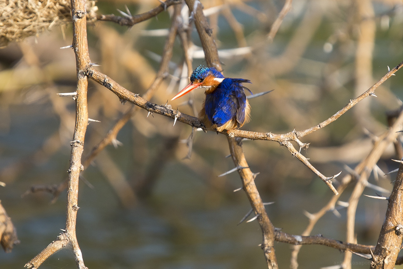 African Pigmie Kingfisher