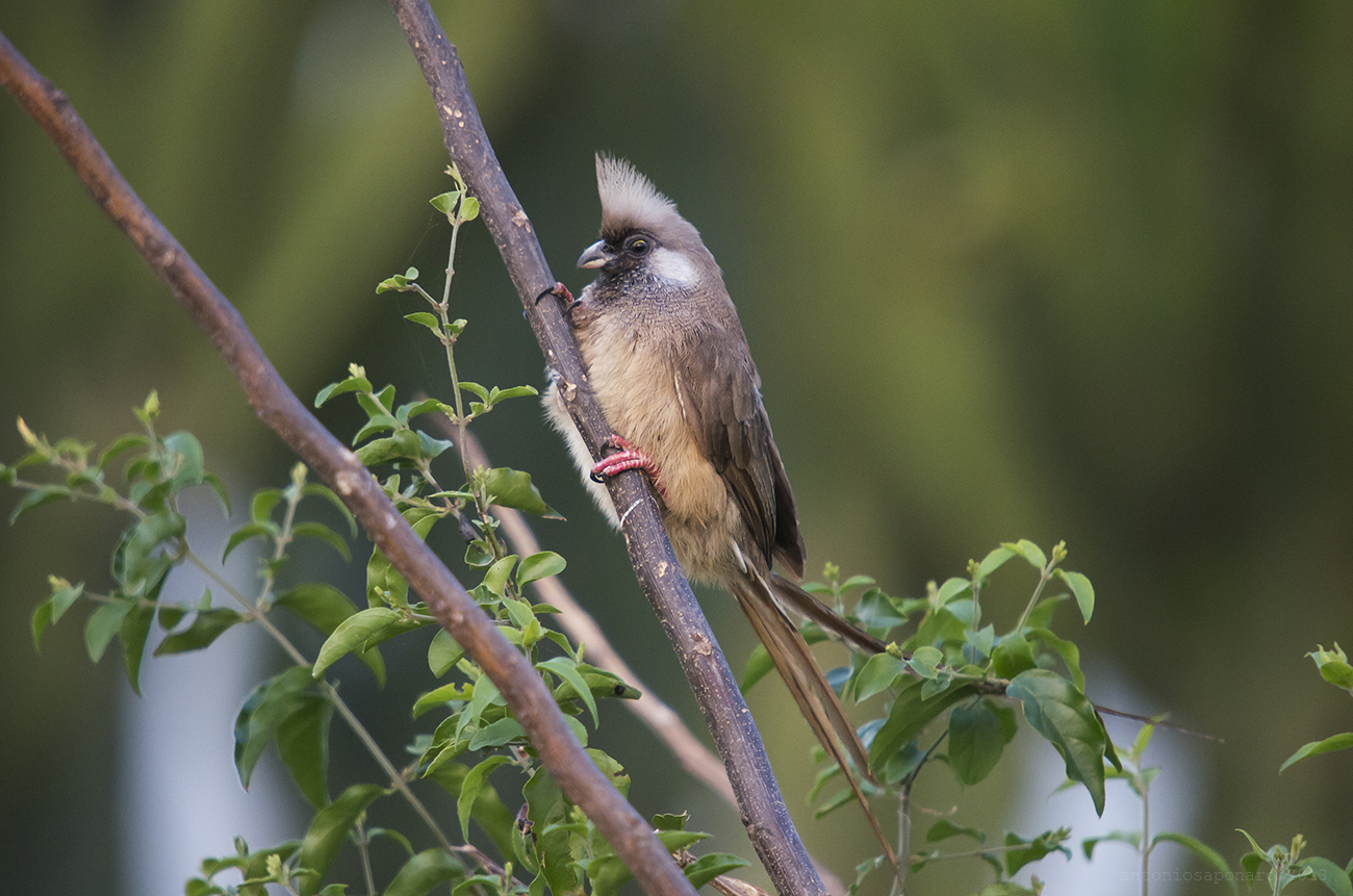 Hairy-brested Barbet