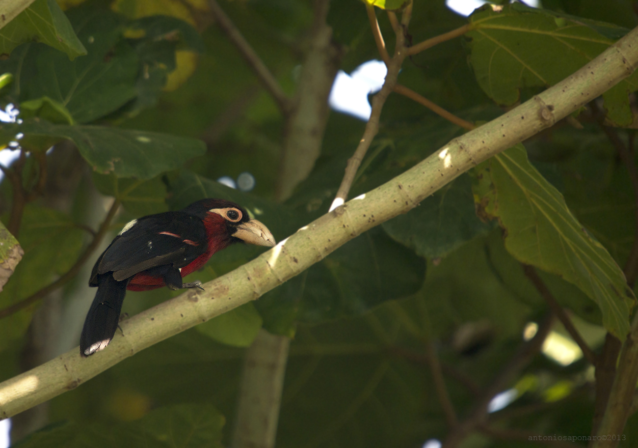 Double-toothed Barbet