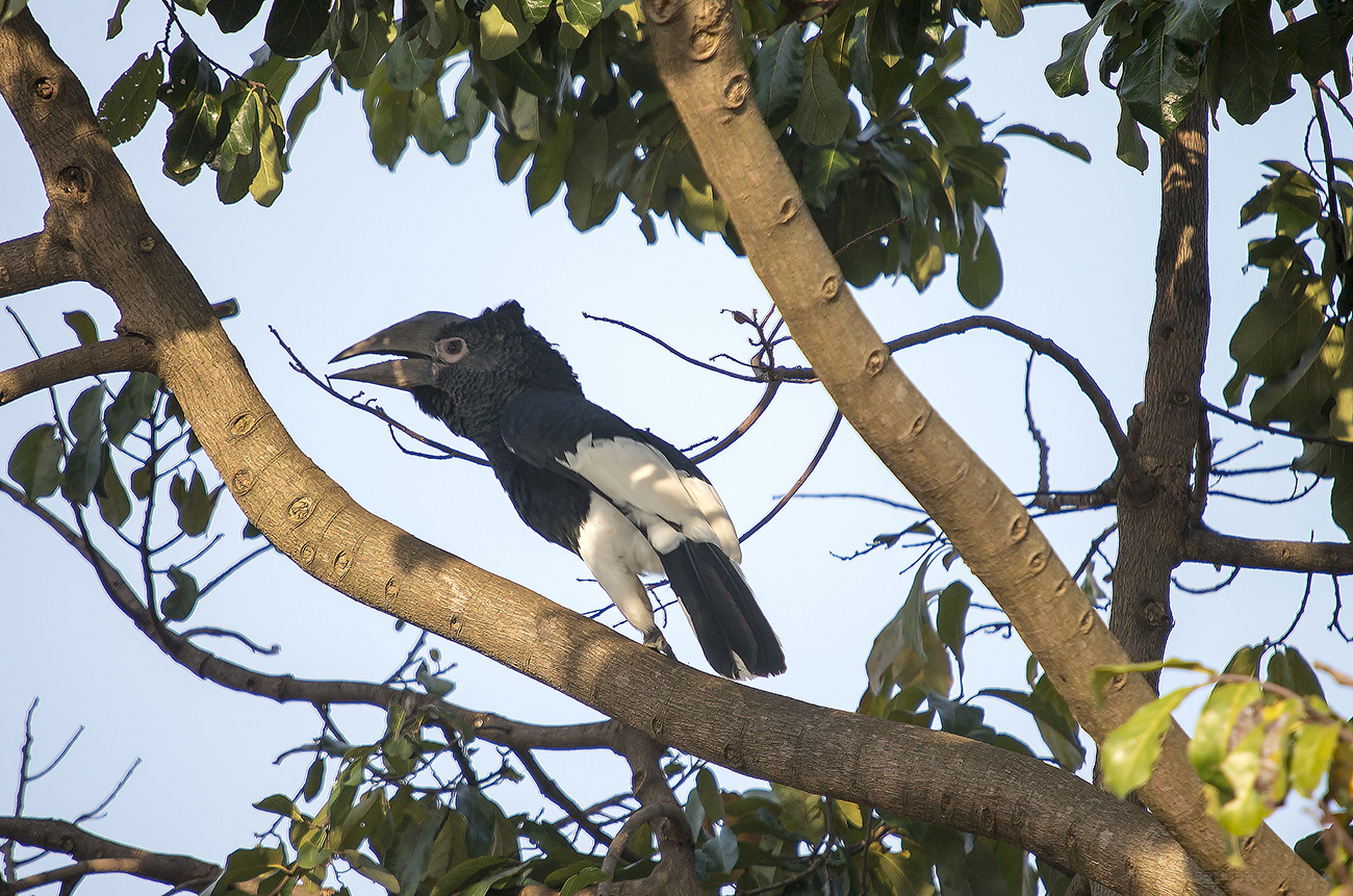 Black and White Hornbill