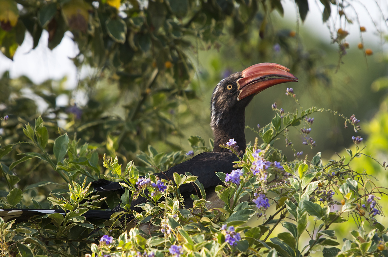 Crested Hornbill