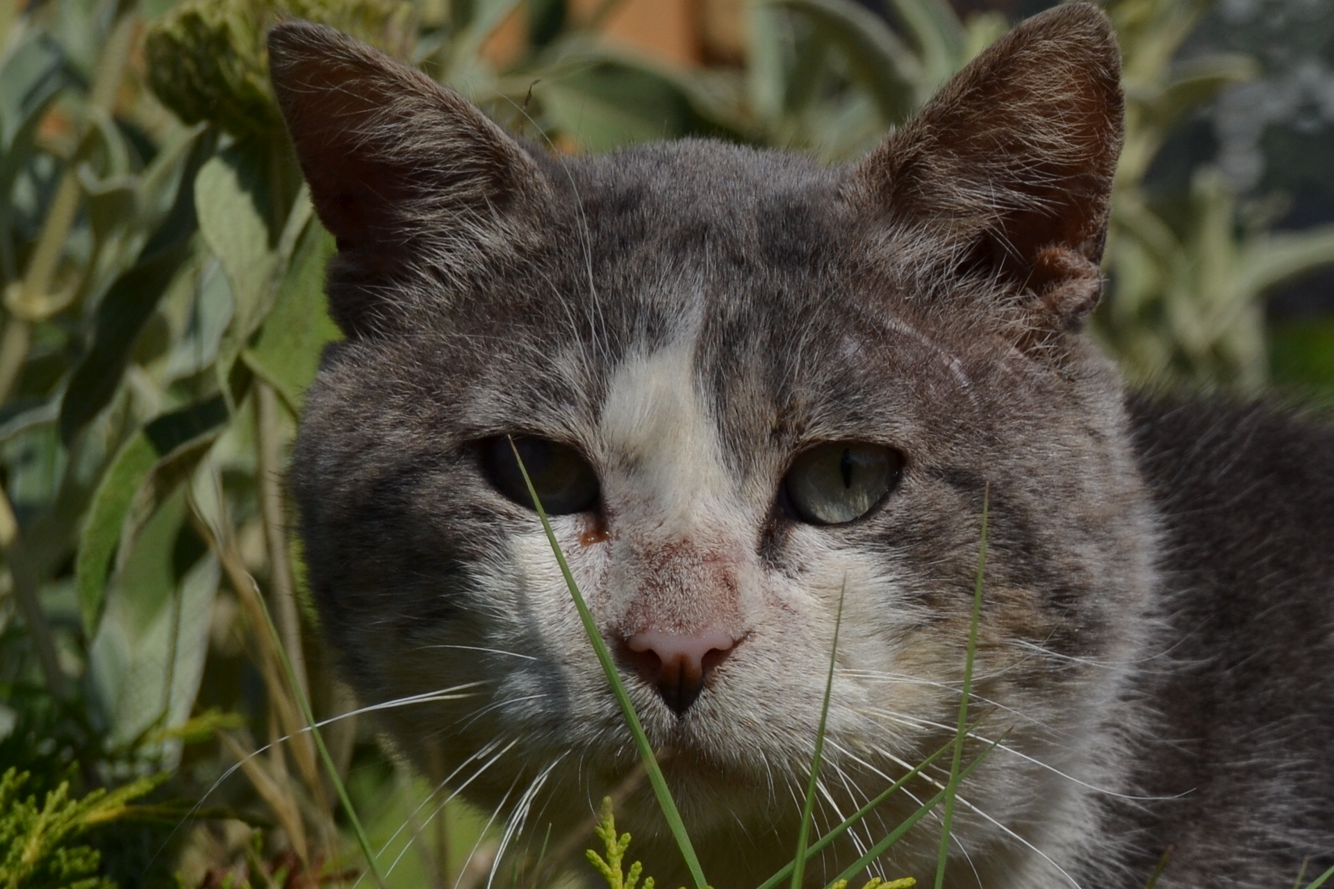 Il gatto della foresta