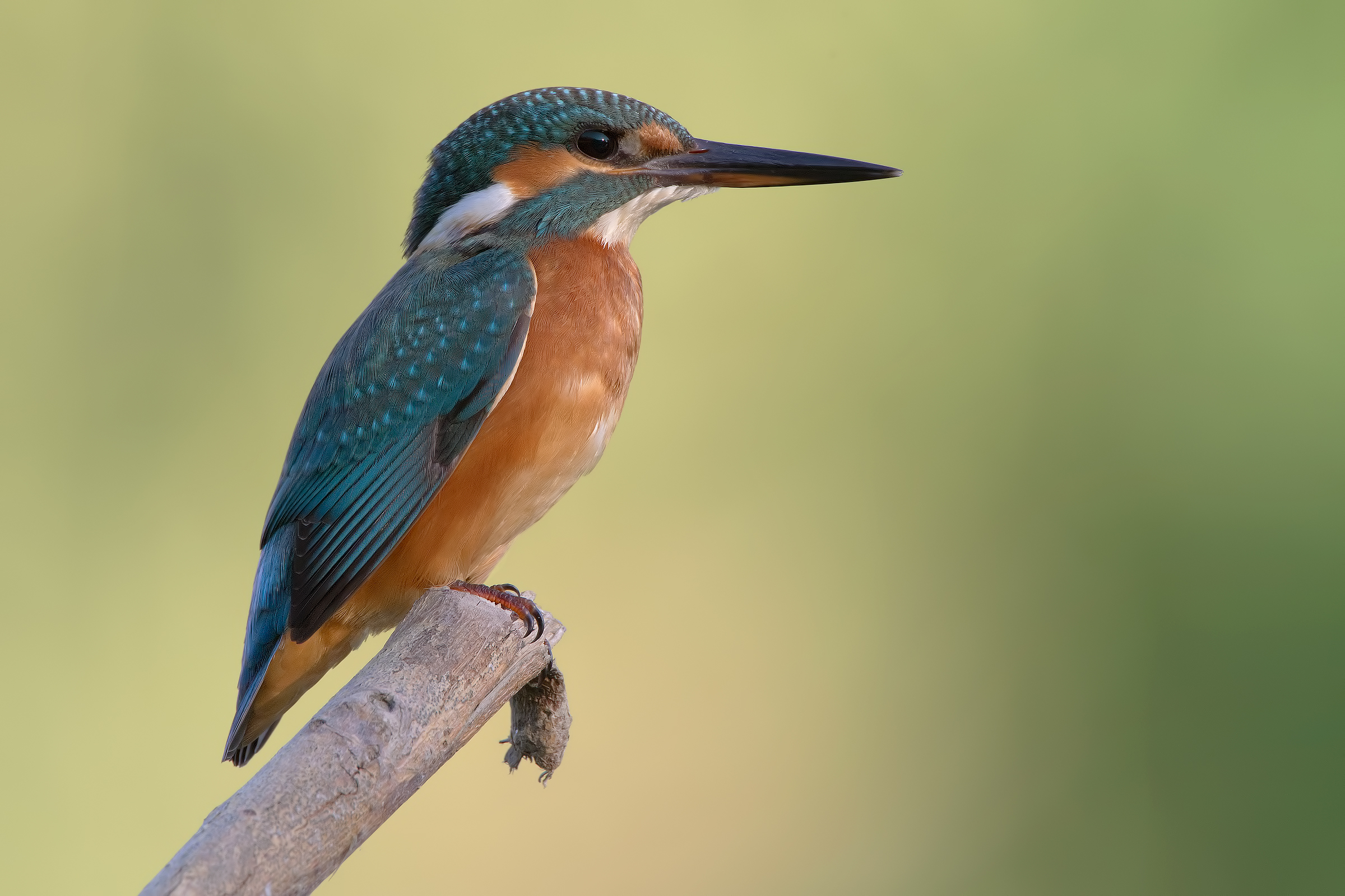 Classic Martin (2400px)