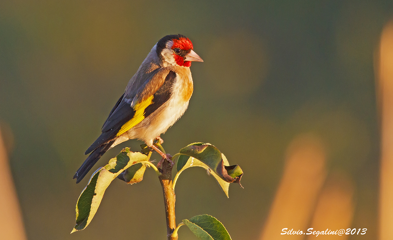 L'alba del cardellino