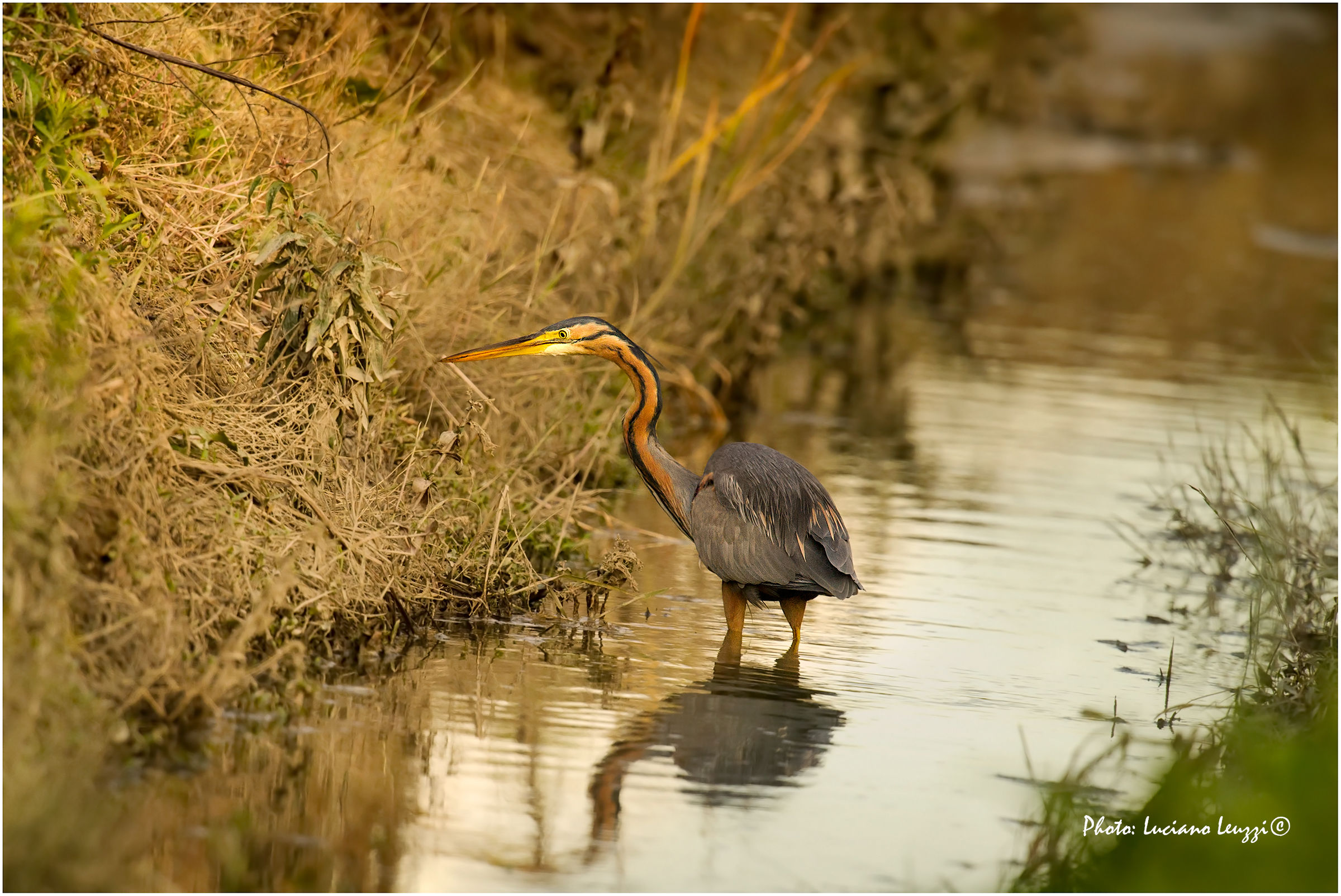 Airone rosso a caccia