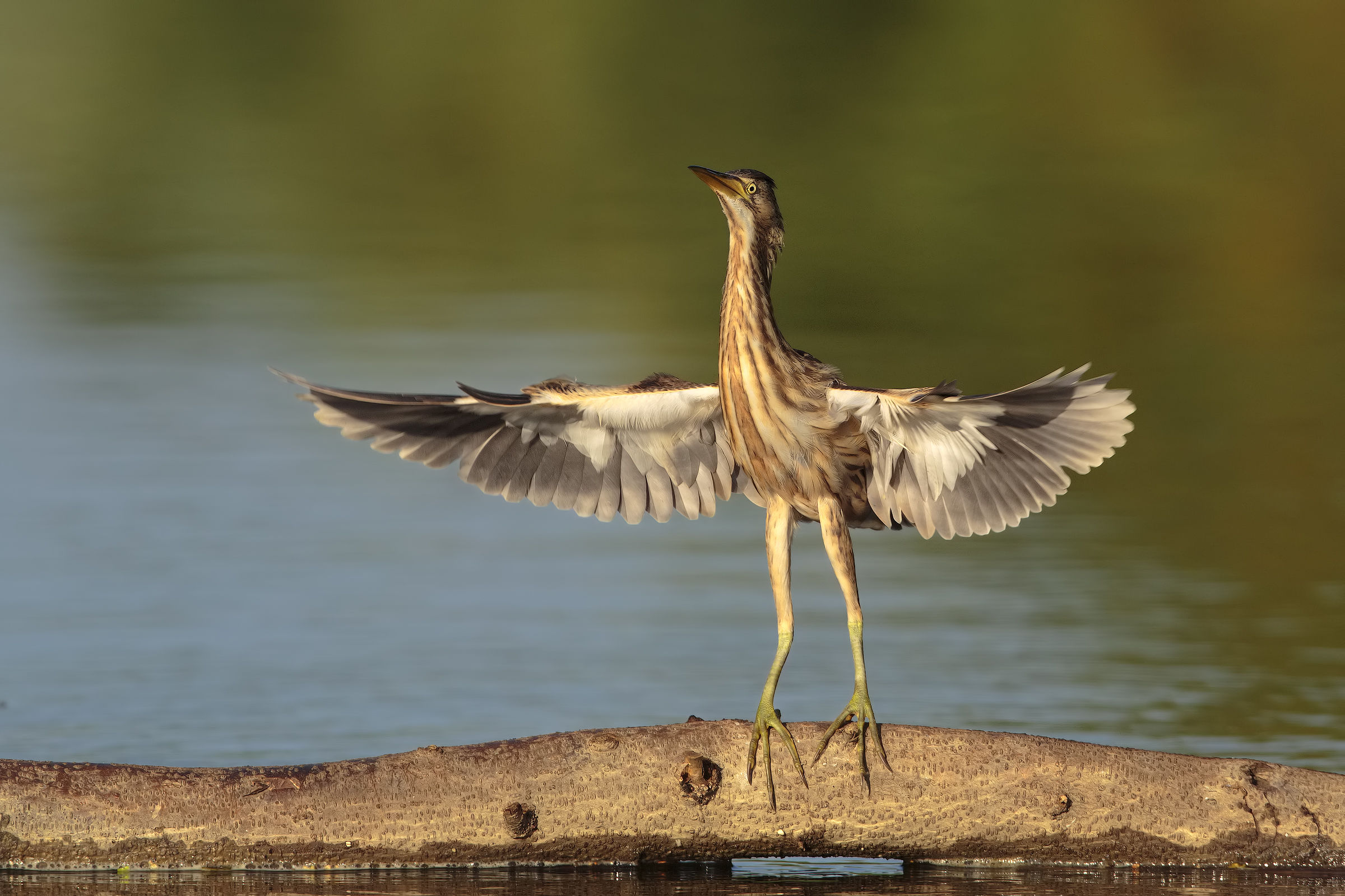 The Shawshank Redemption