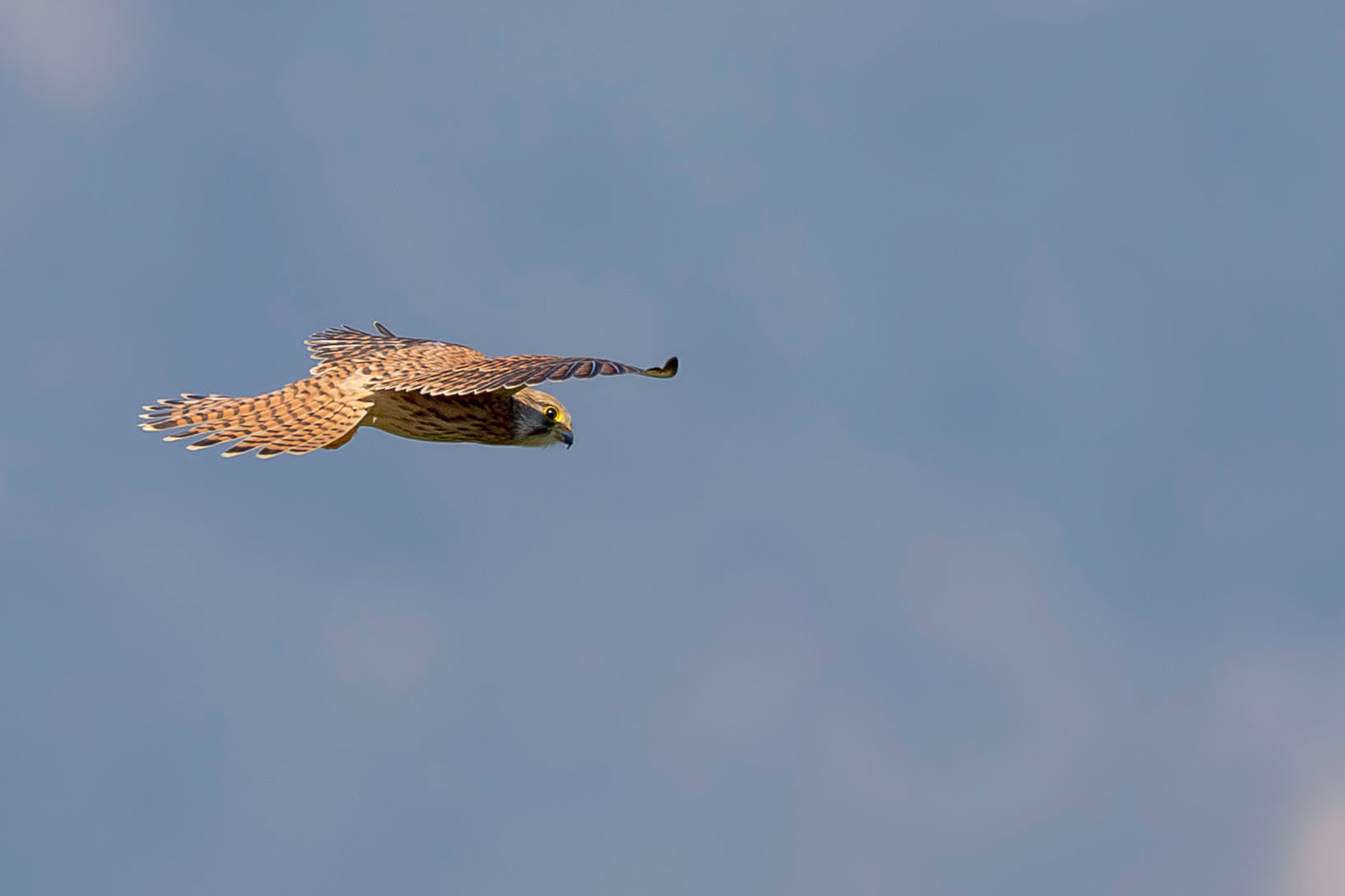 kestrel