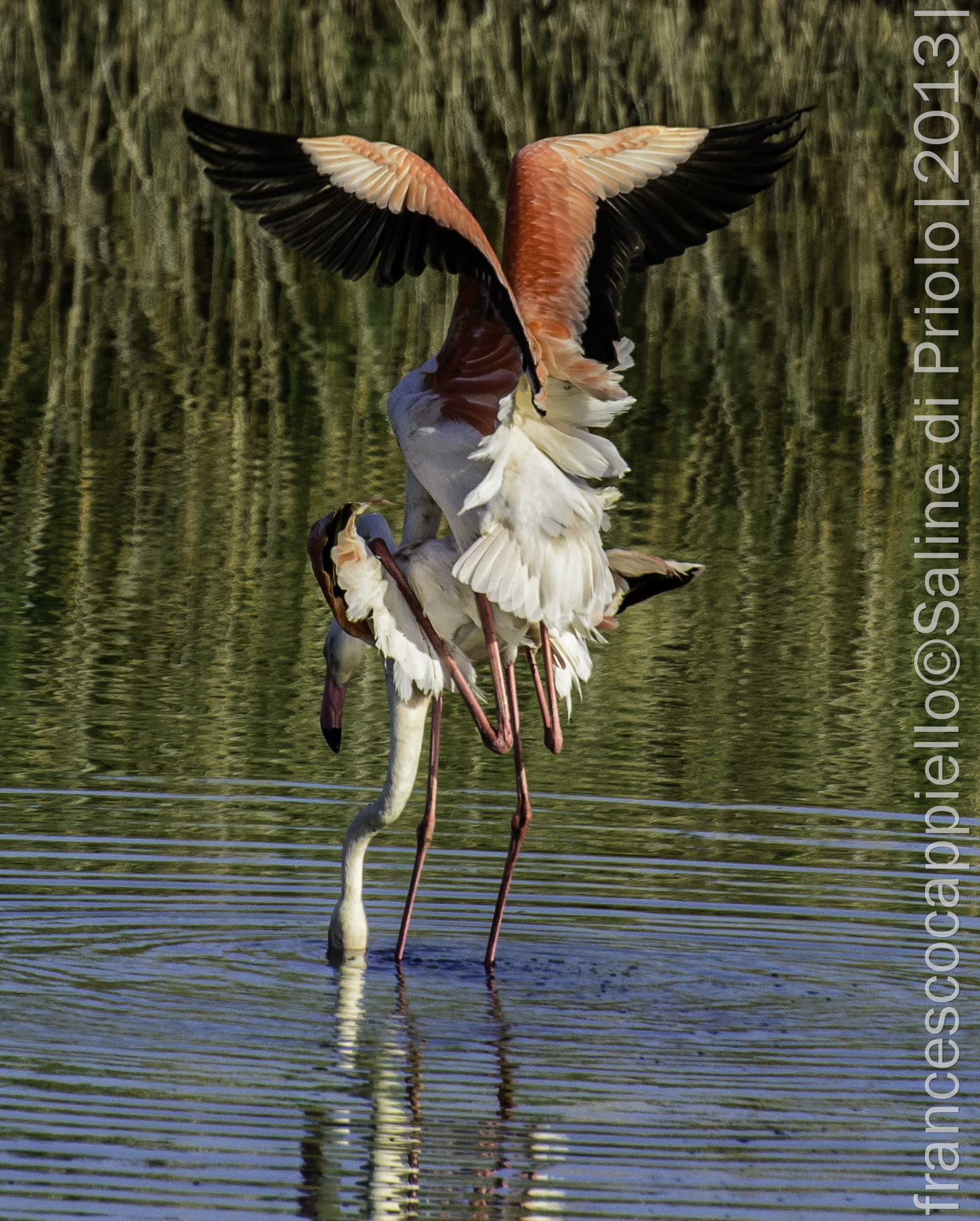 Flamingos playing .....