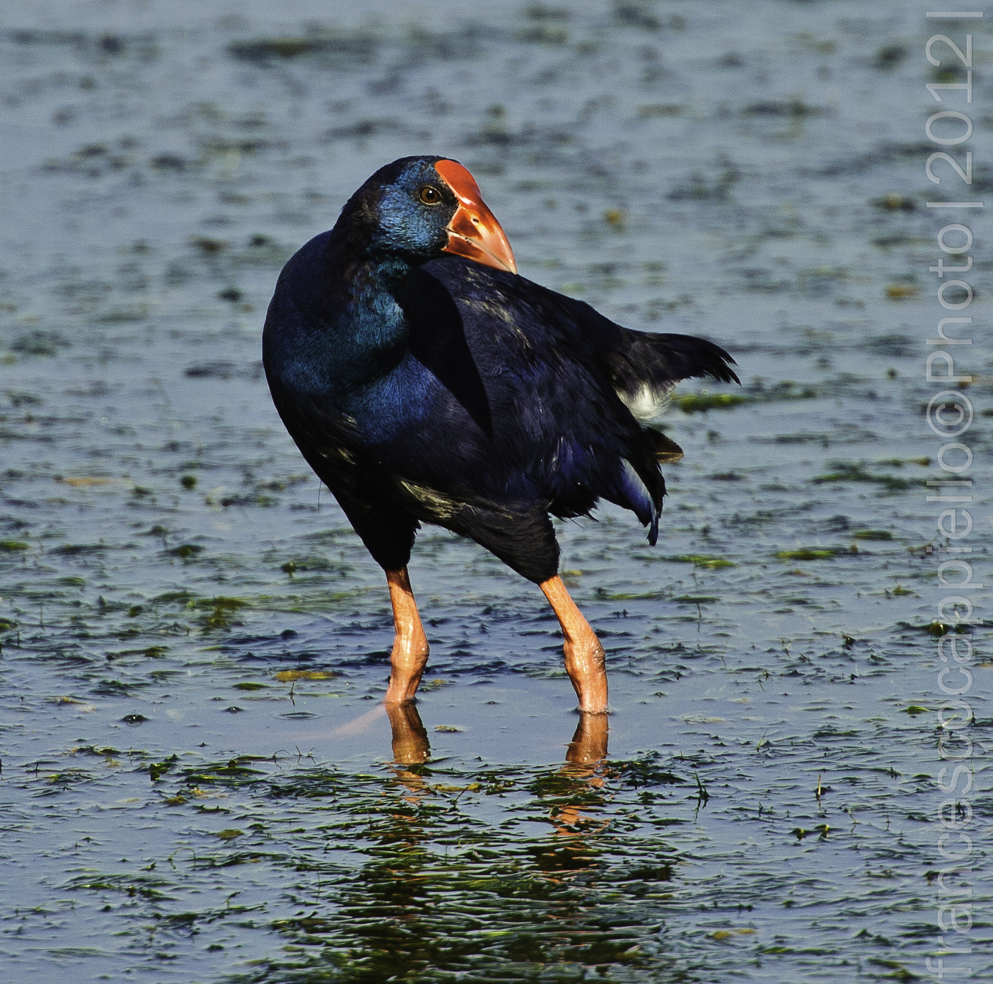 Chicken Sultani at Saline di Priolo (sr)