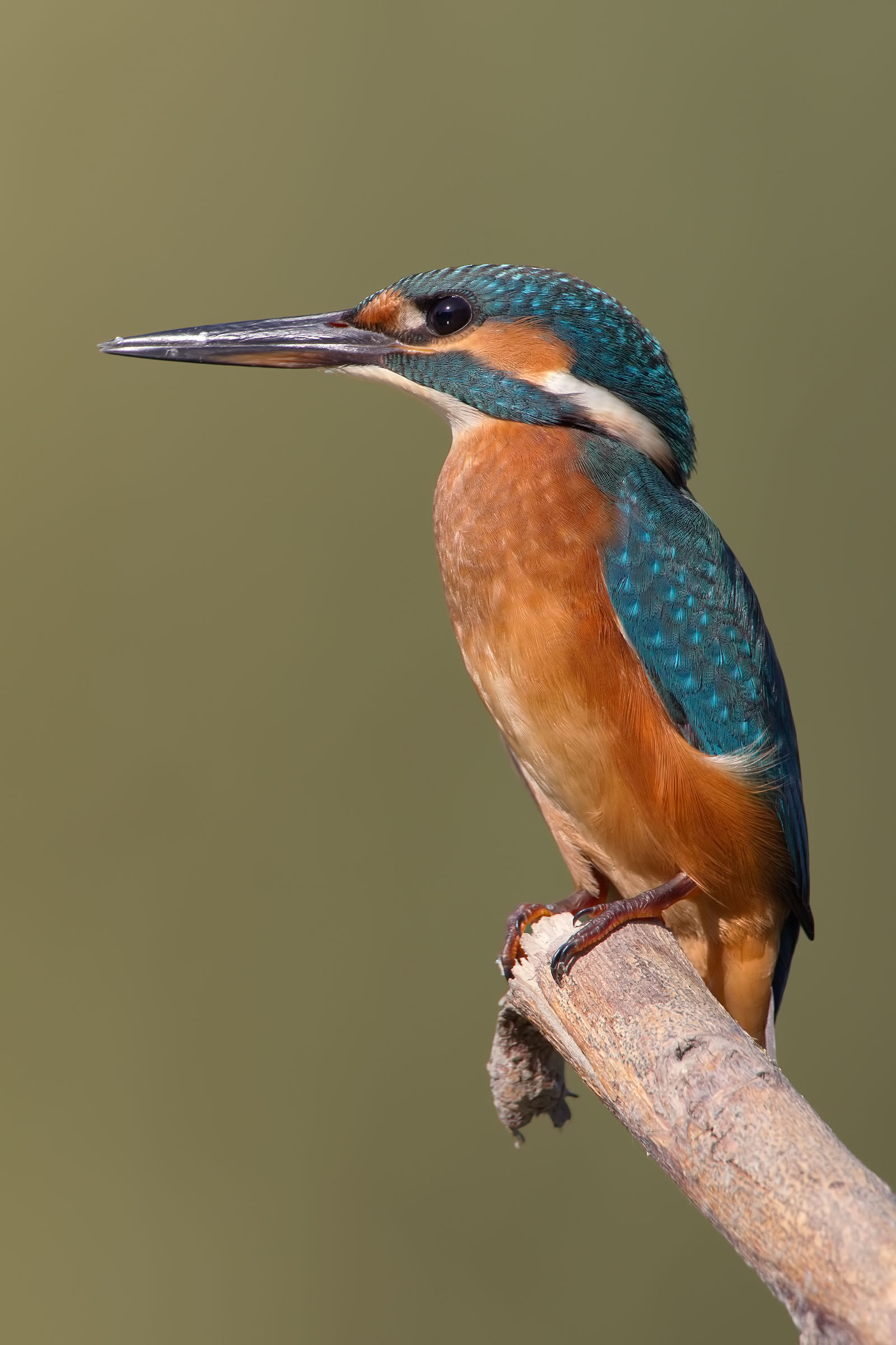 Alcedo of the Magra (2400px)