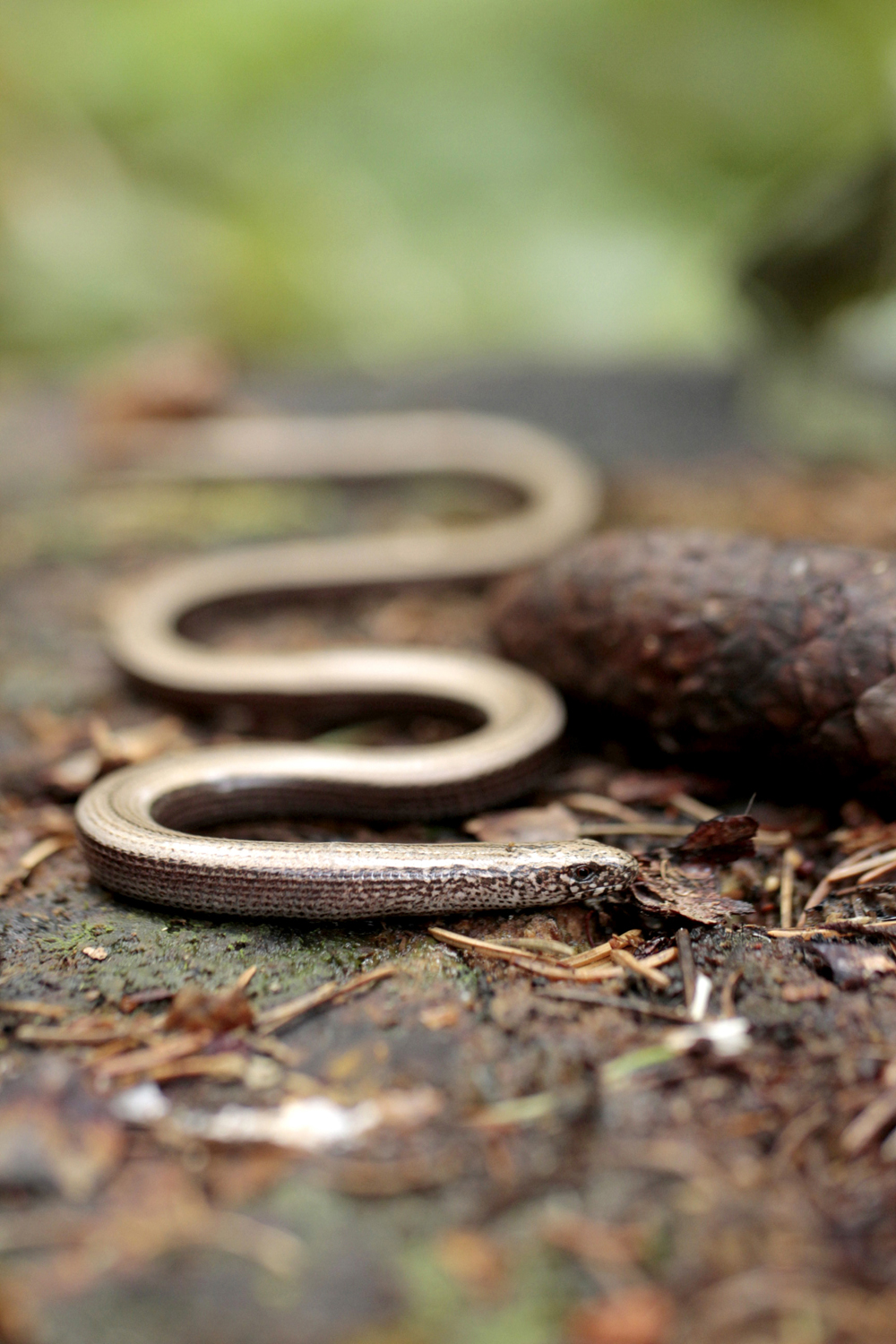 Slow Worm