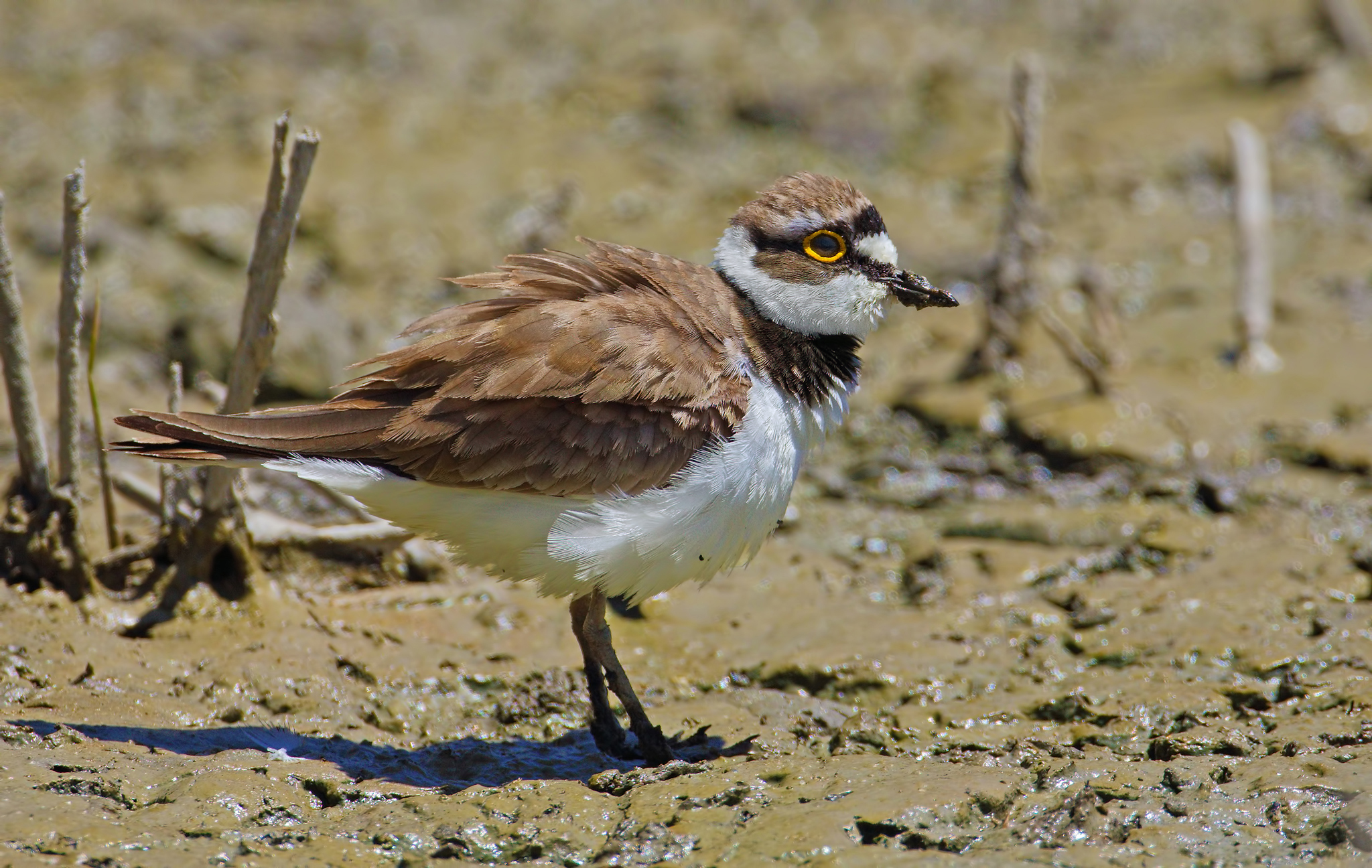 Corriere piccolo arruffato
