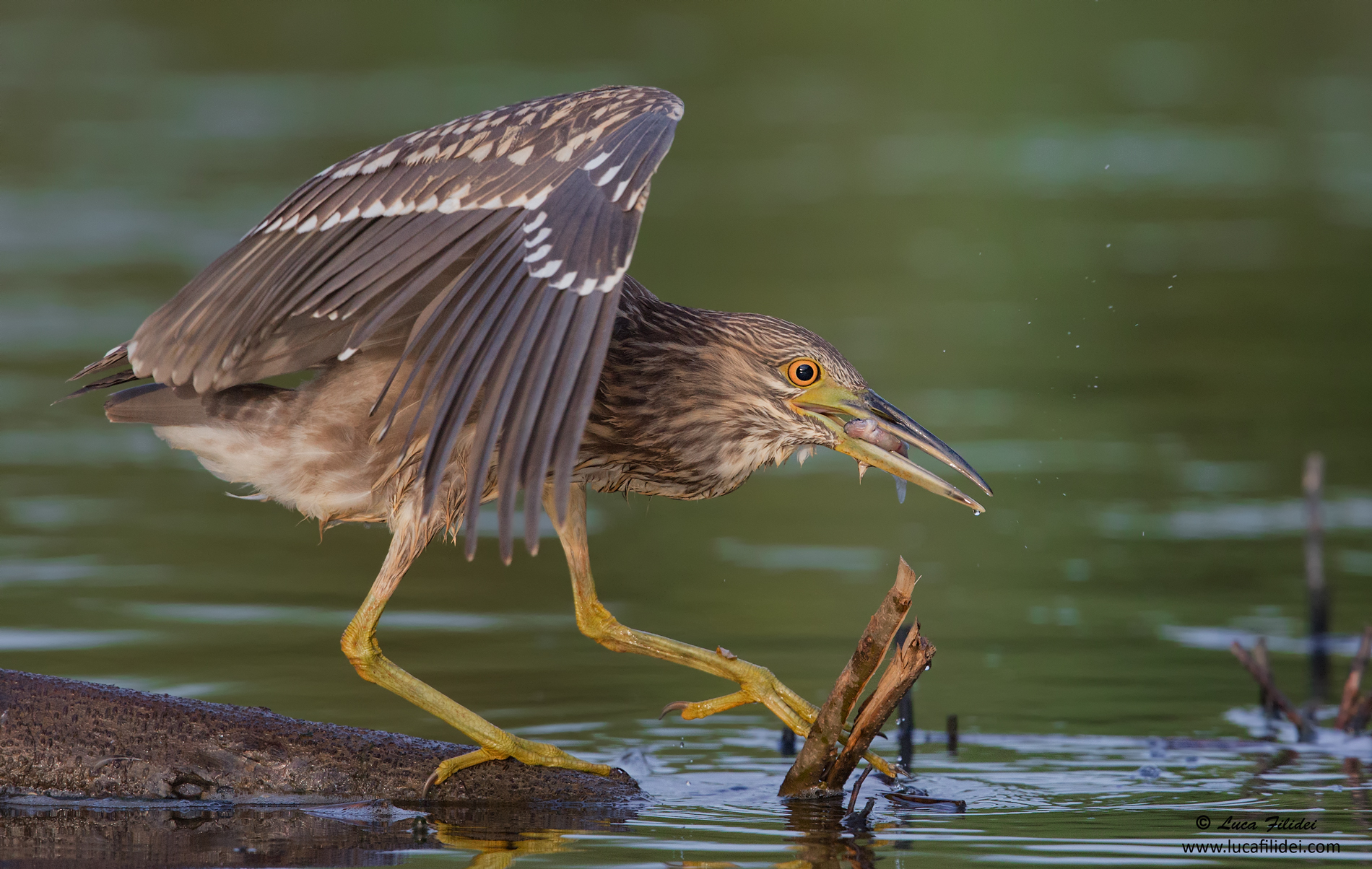 Giovane di Nitticora con Preda