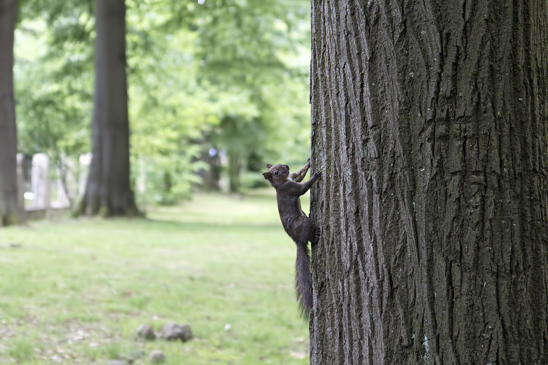 Squirrel climbs the tree.