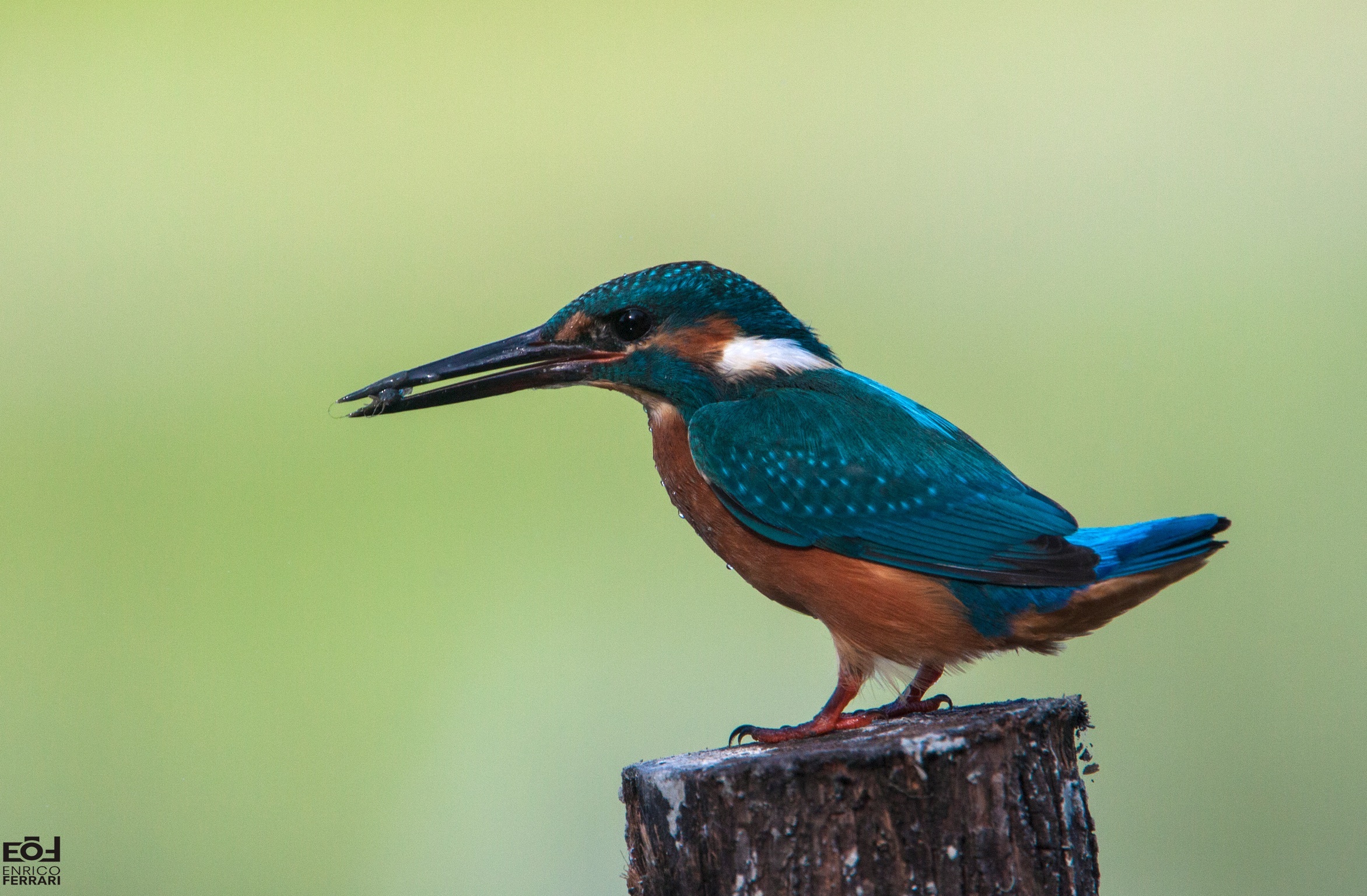 Kingfisher 2