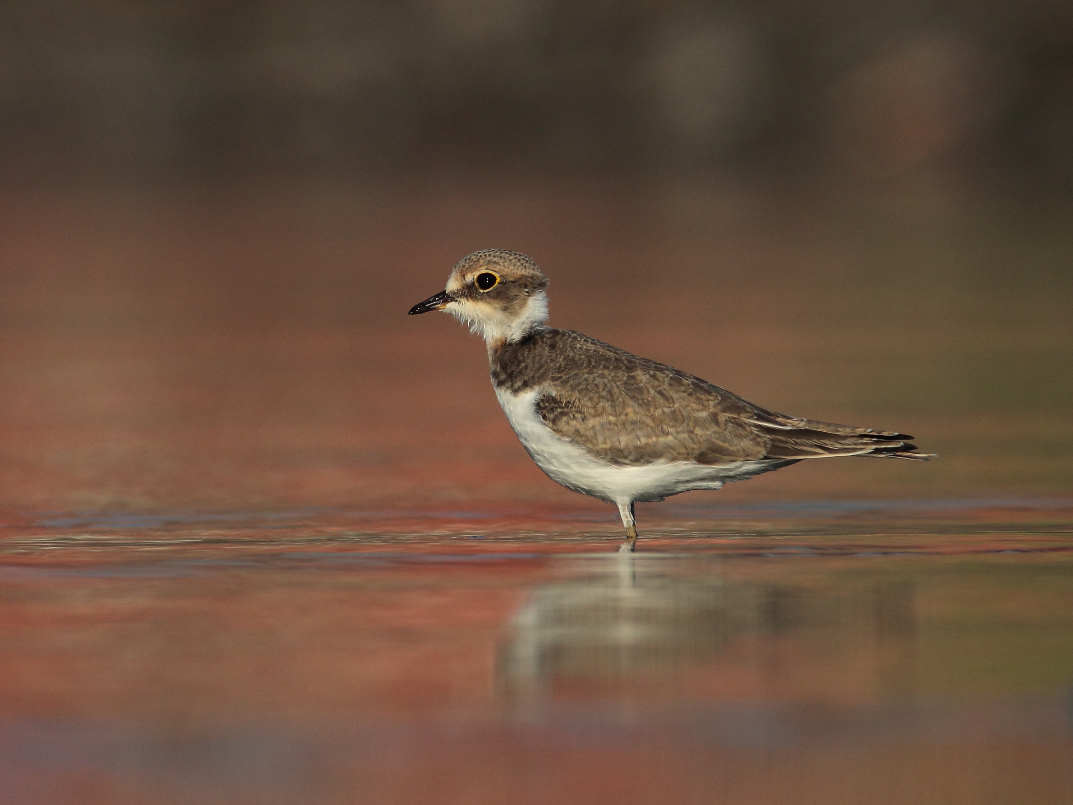 Corriere piccolo Juv.