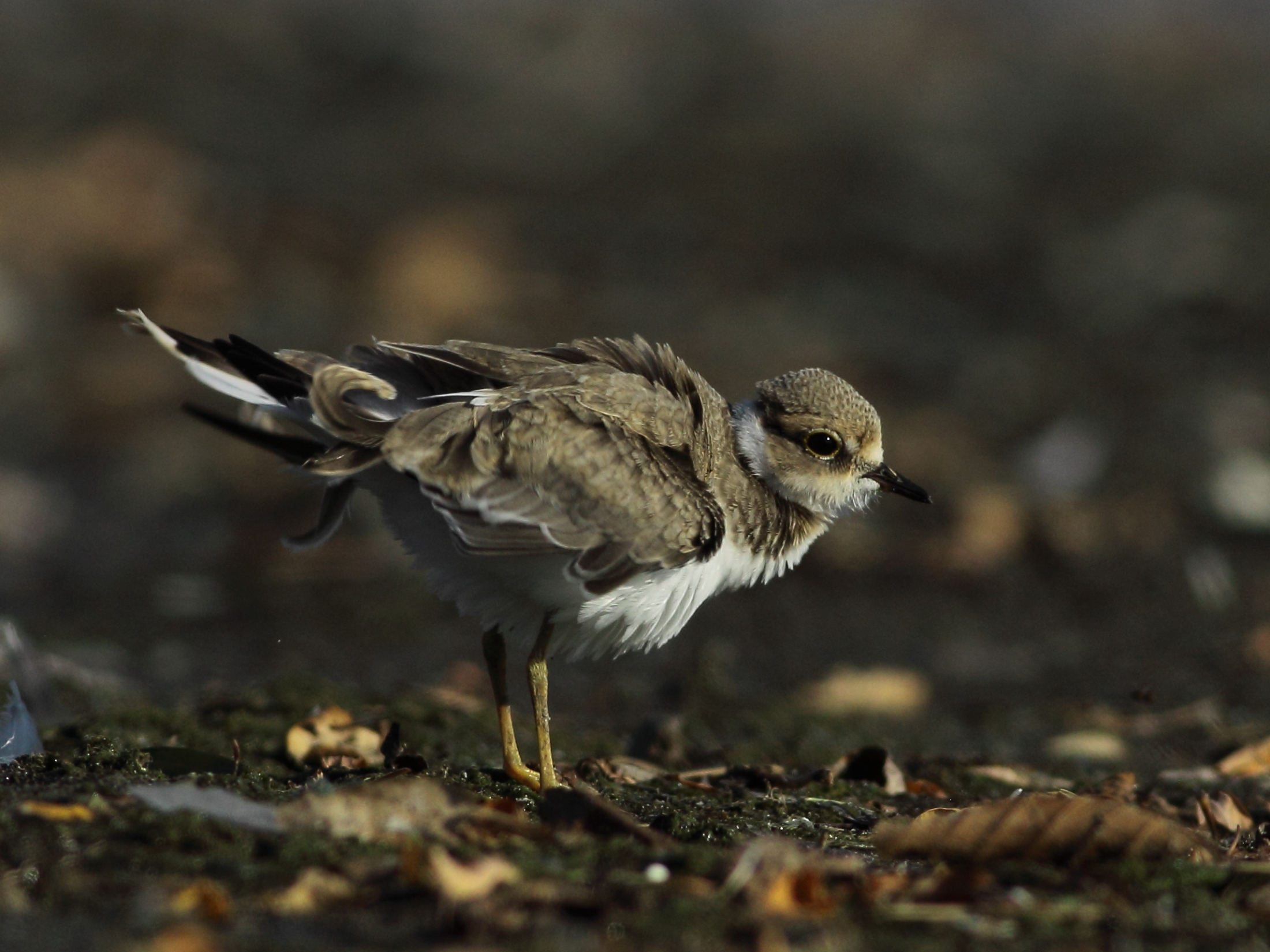 Corriere piccolo Juv.