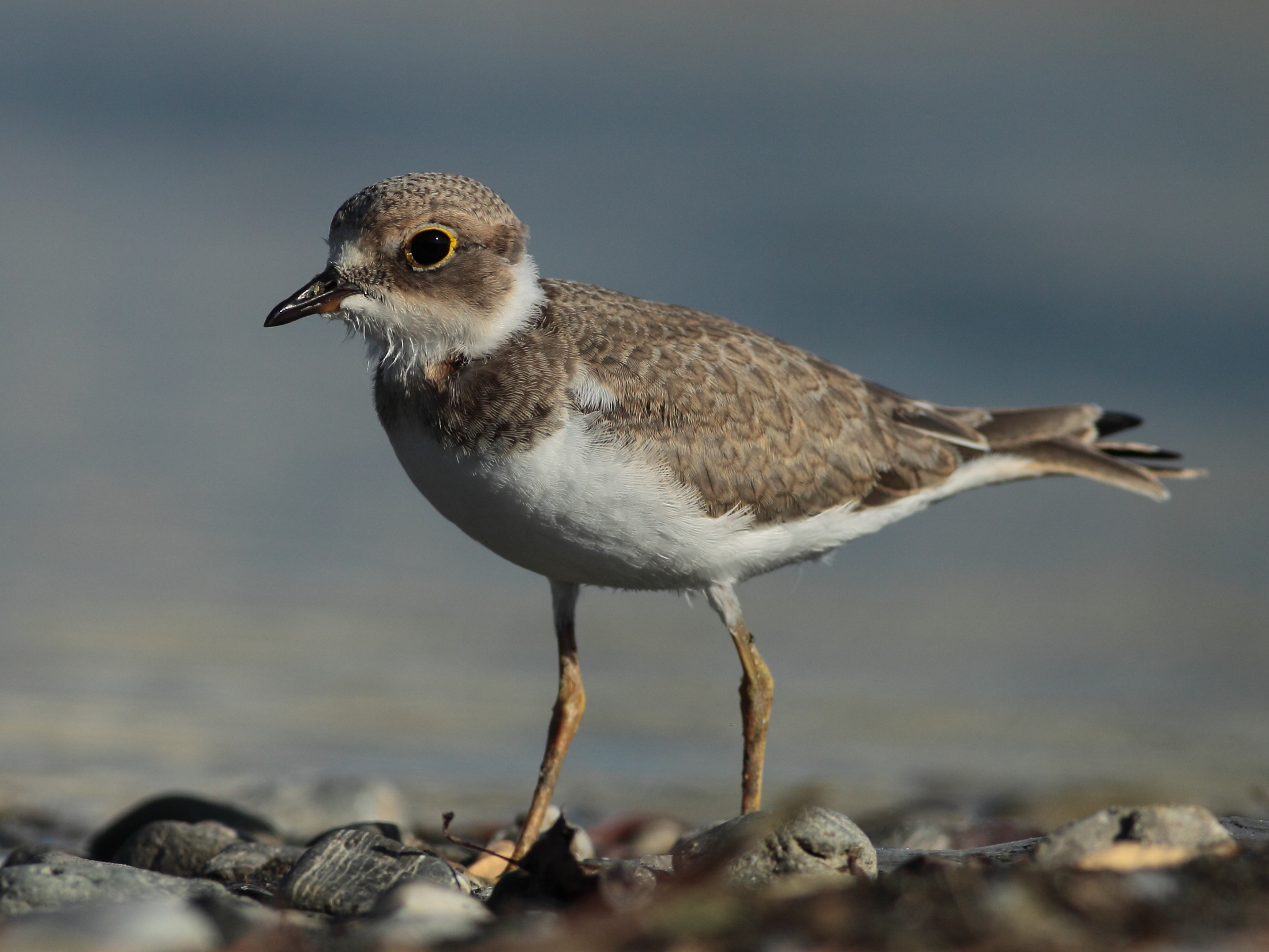 Corriere piccolo Juv.