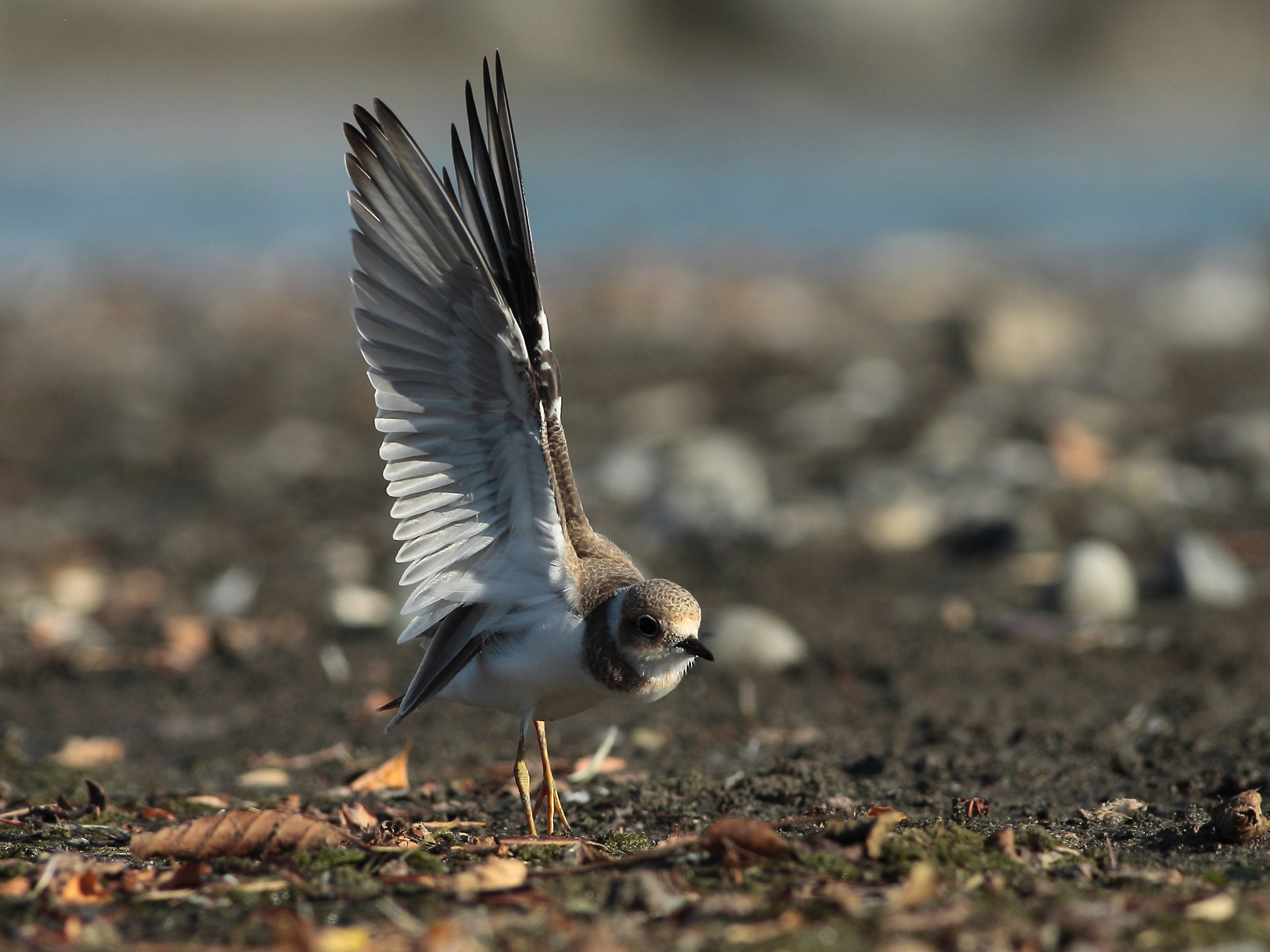 Corriere piccolo Juv.