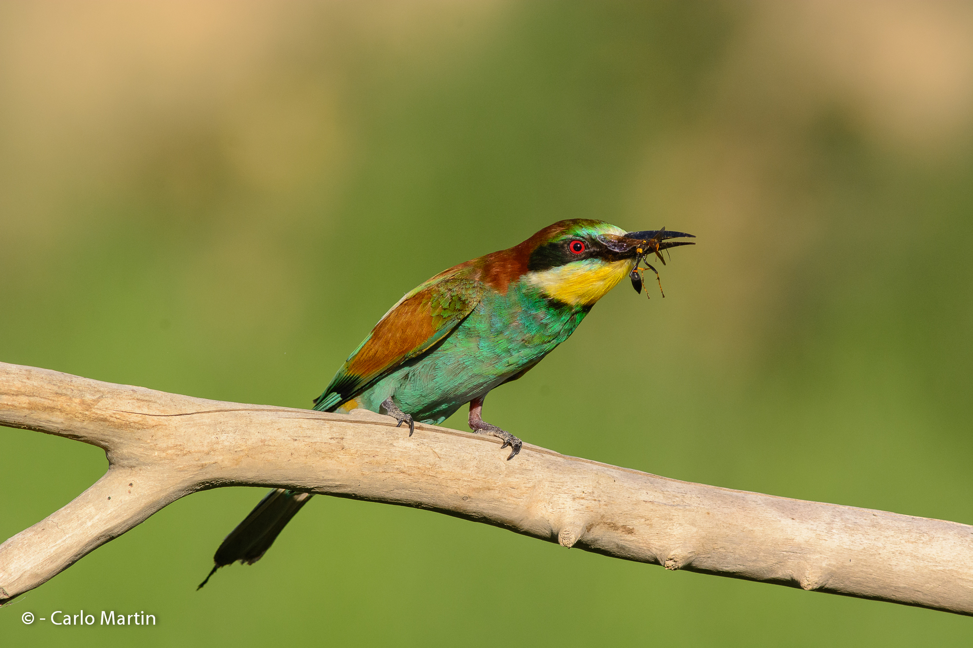 Vita dura per le vespe