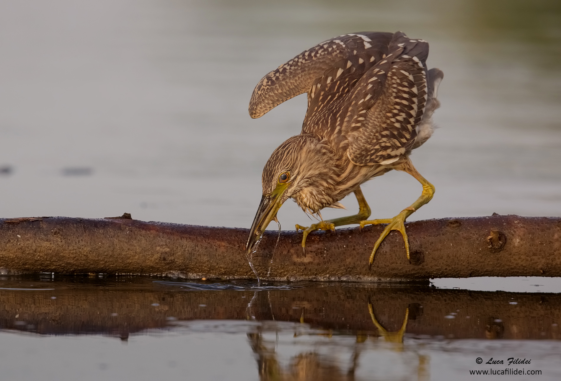 Young Black Crowned Night Heron