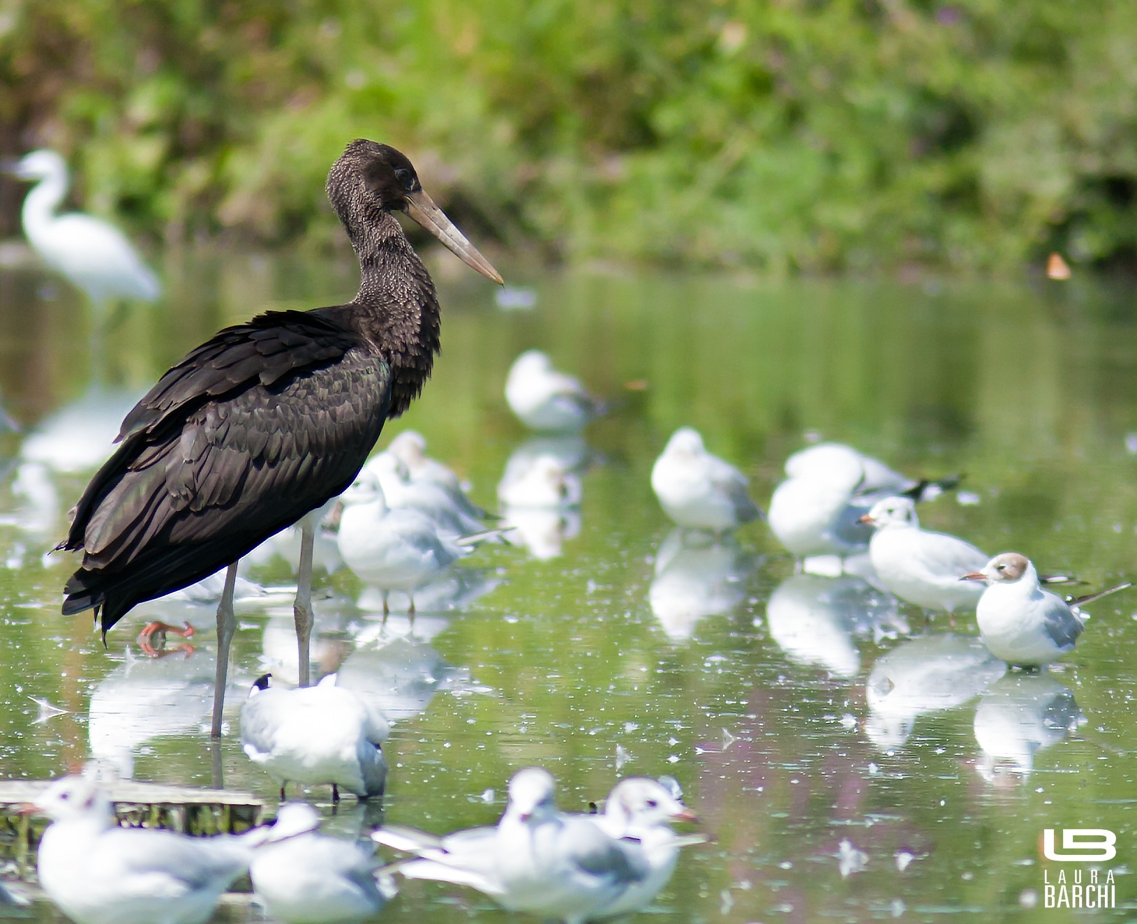 Cicogna nera al Torrile