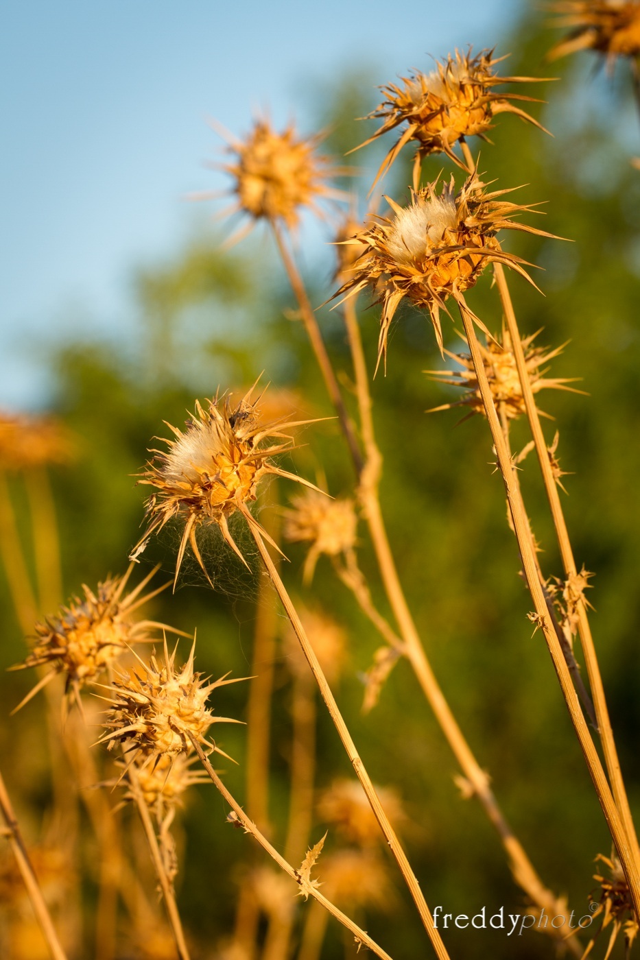 ...uno scatto pungente