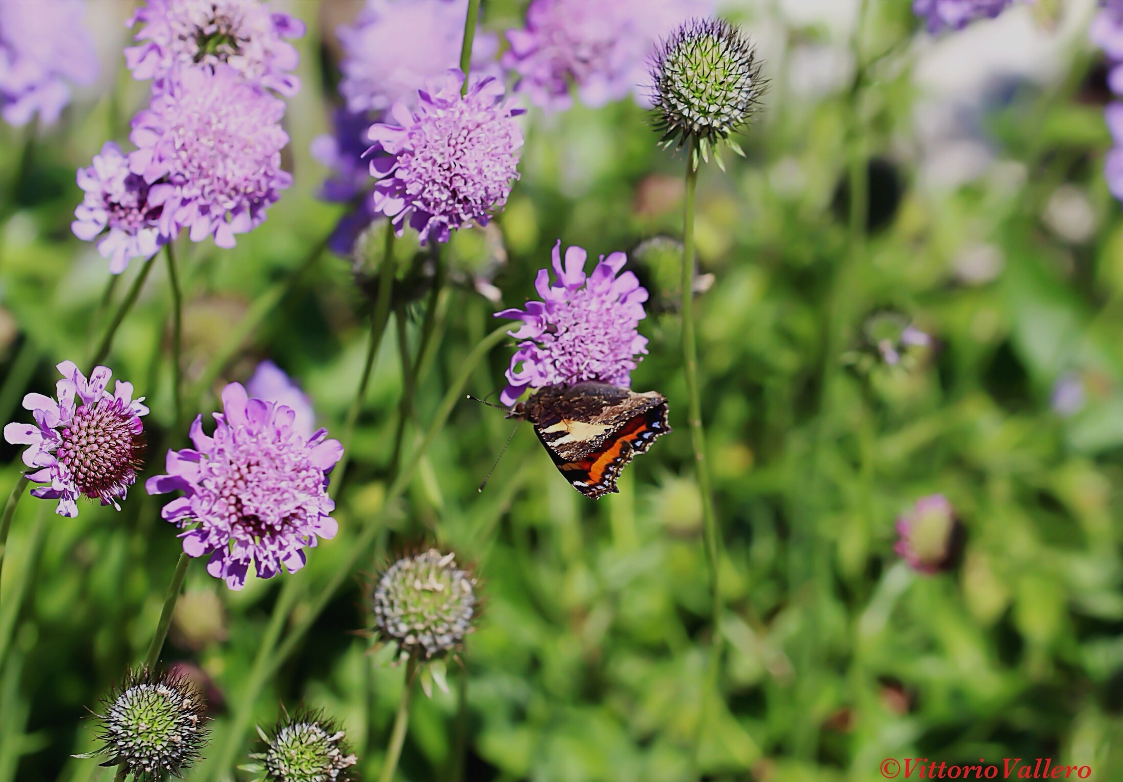 And closed wings .... ..