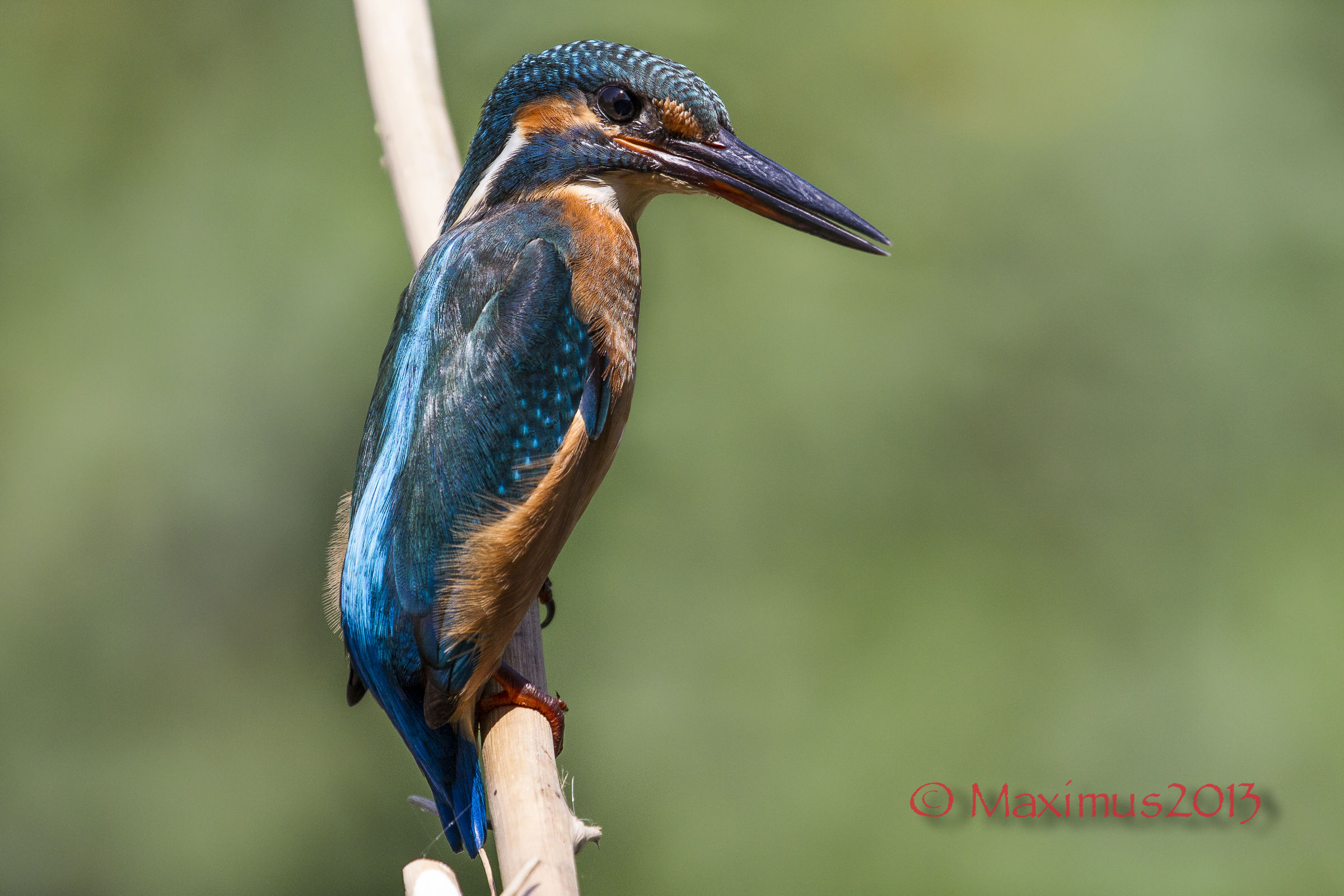 ... gli occhi di Martina ...