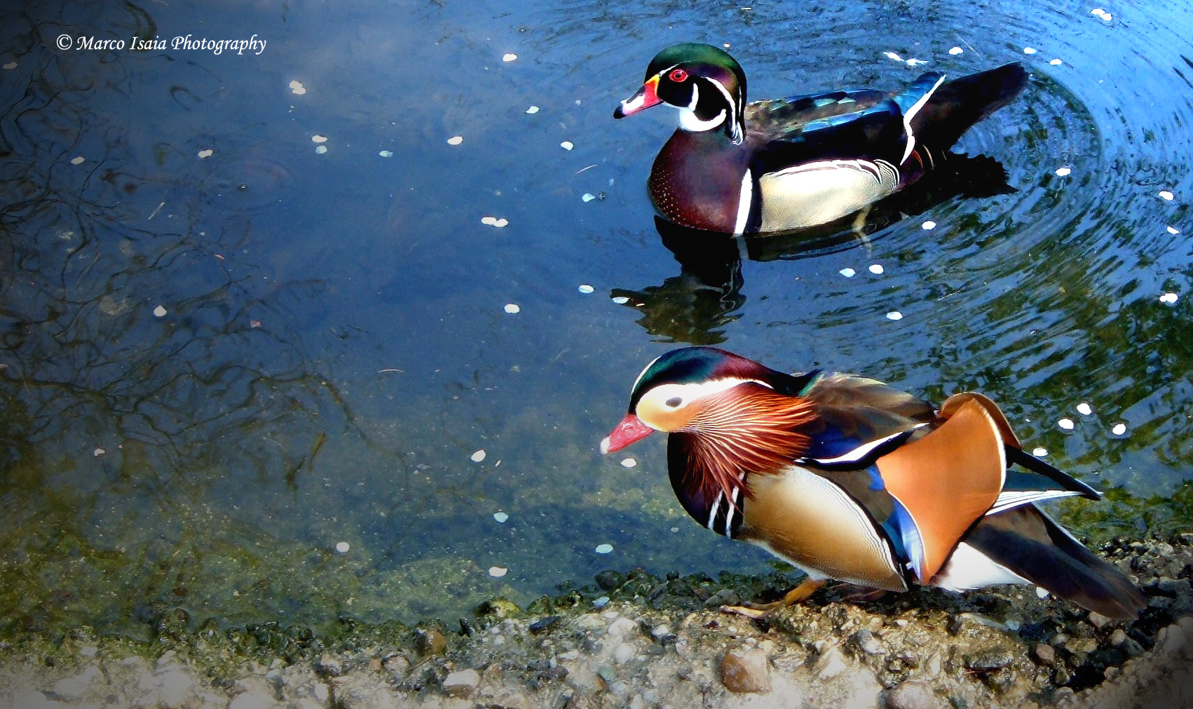 Entro o non entro?! (Centro lupi Racconigi)