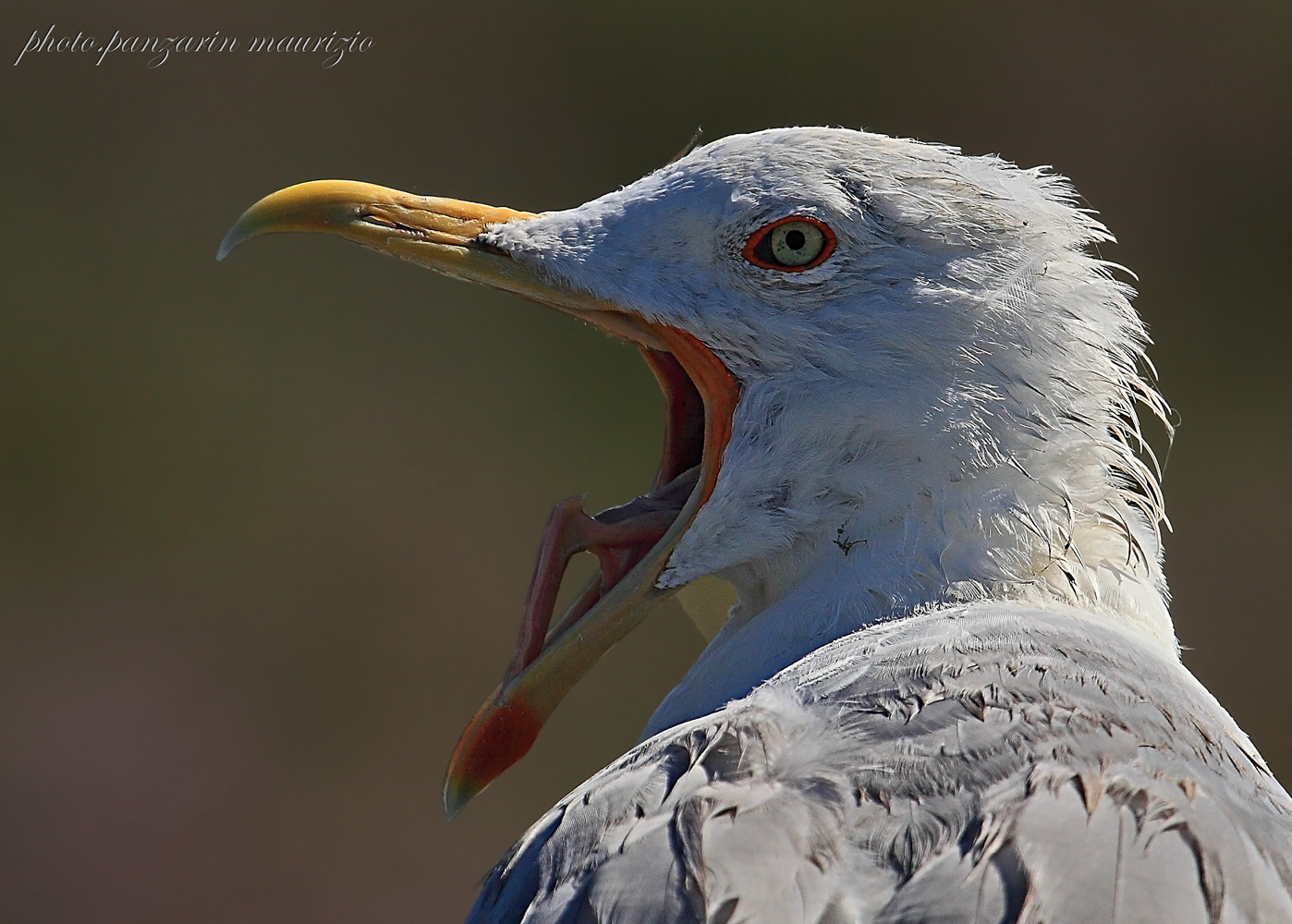 gull (portrait)