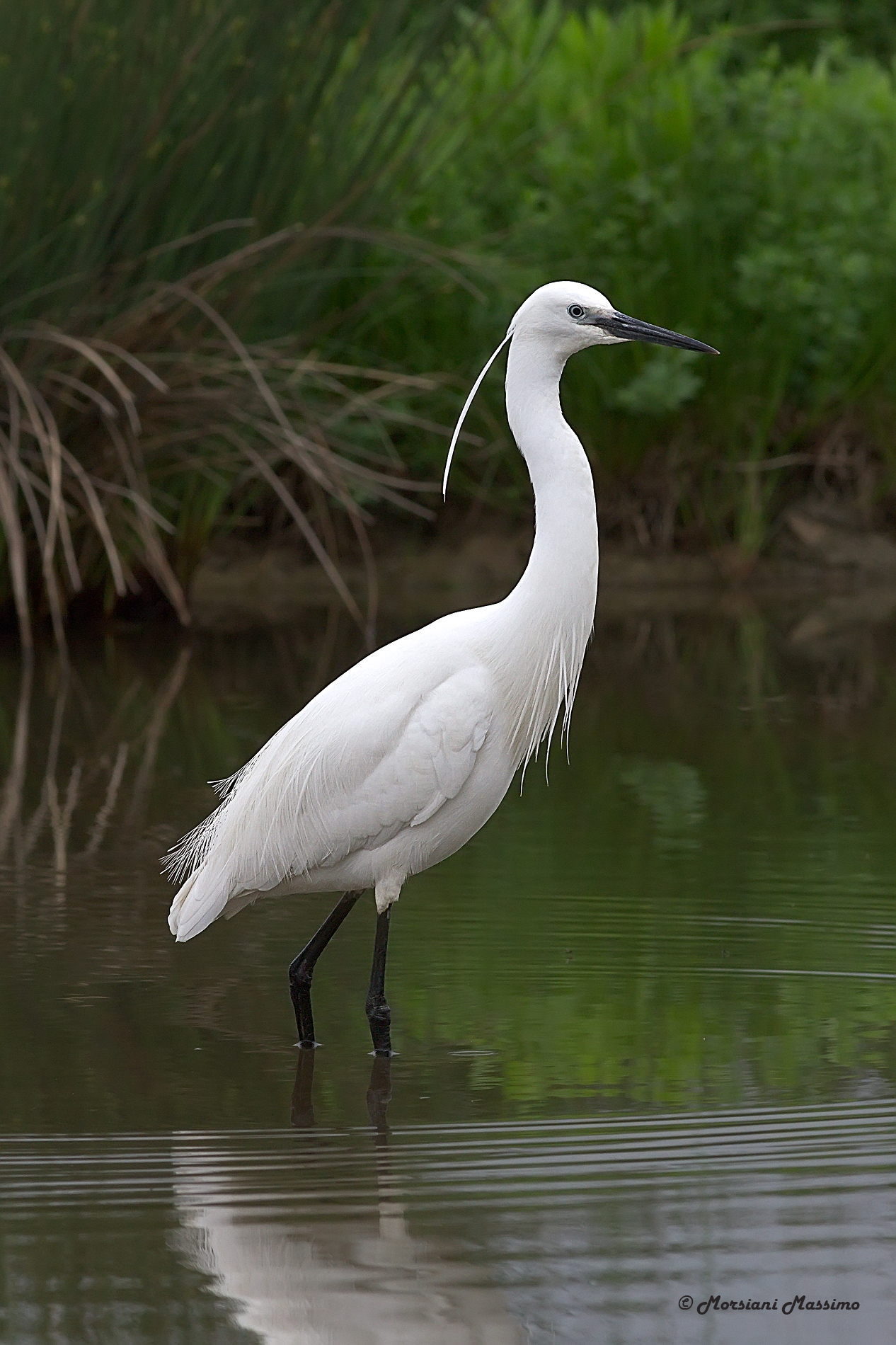 Egretta Garzetta dal ciuffo