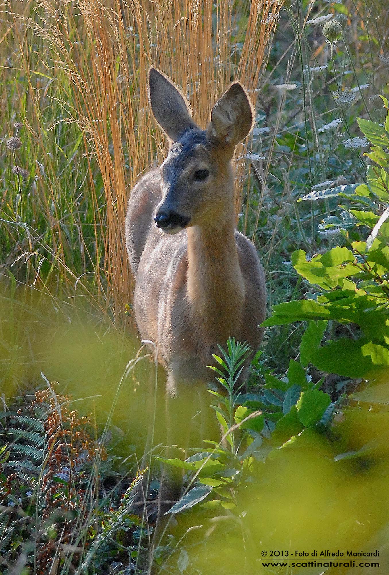 Capriolo Juv.