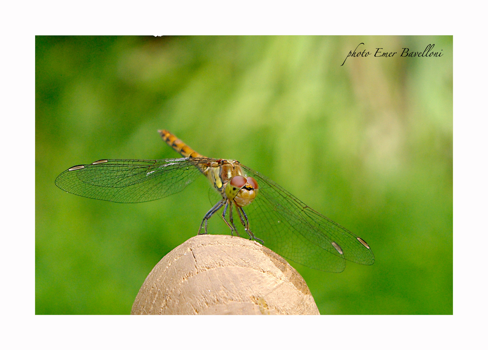 La mia prima libellula