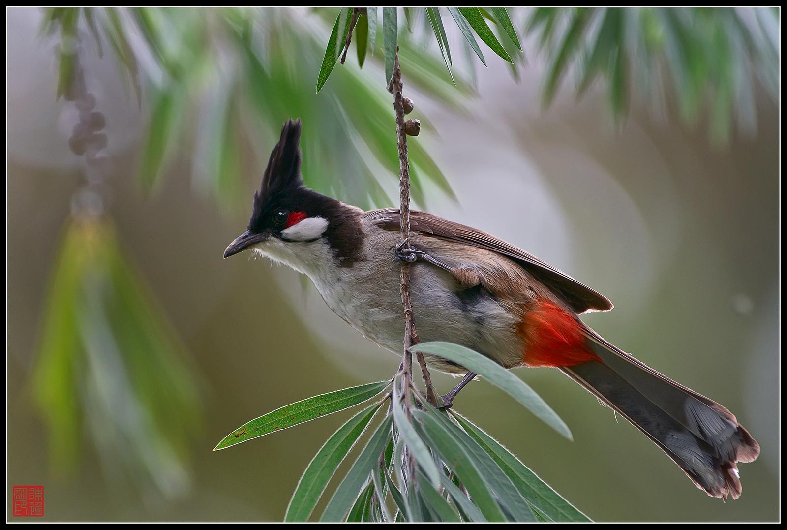 Dai baffi rossi Bulbul