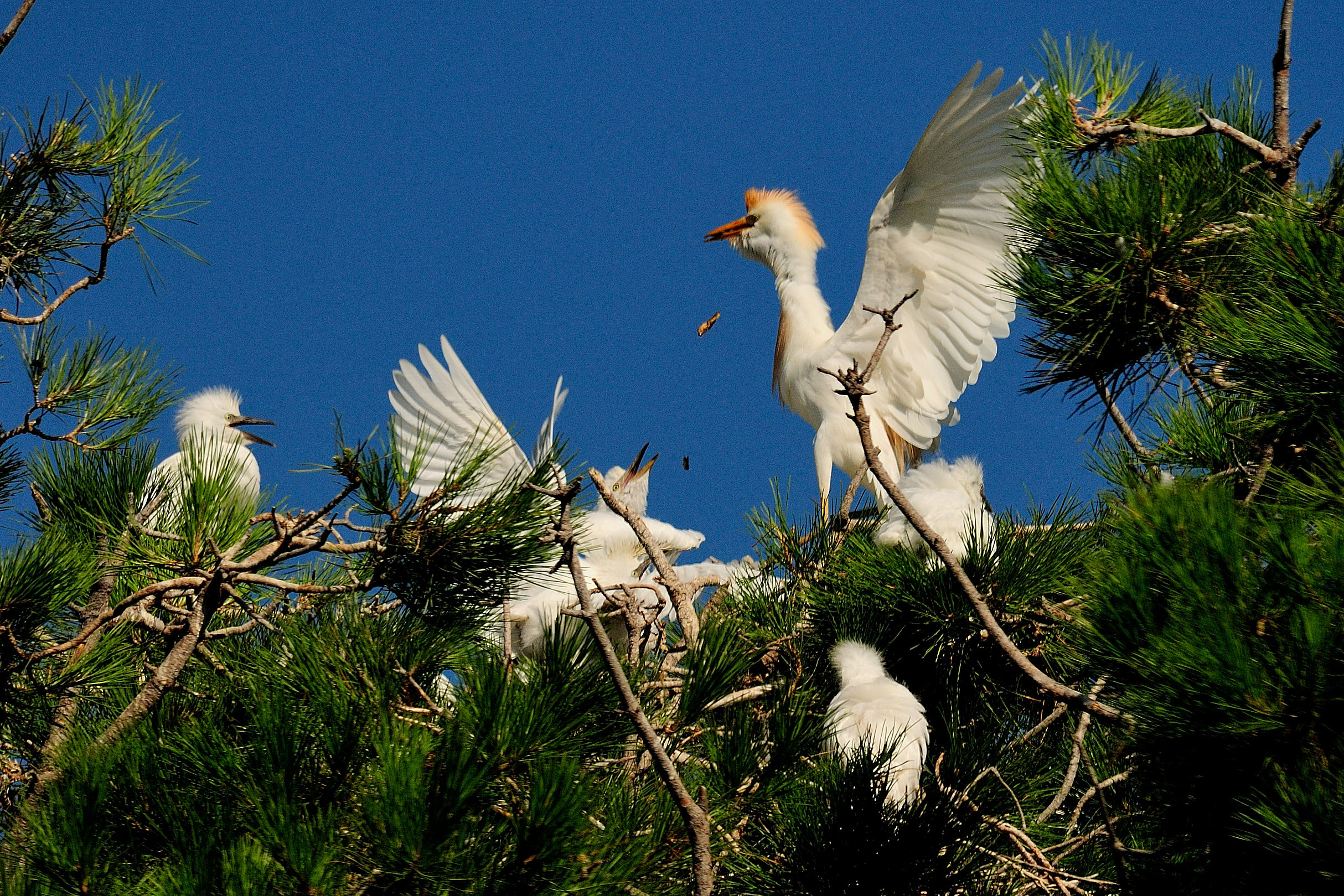 Cattle Egret