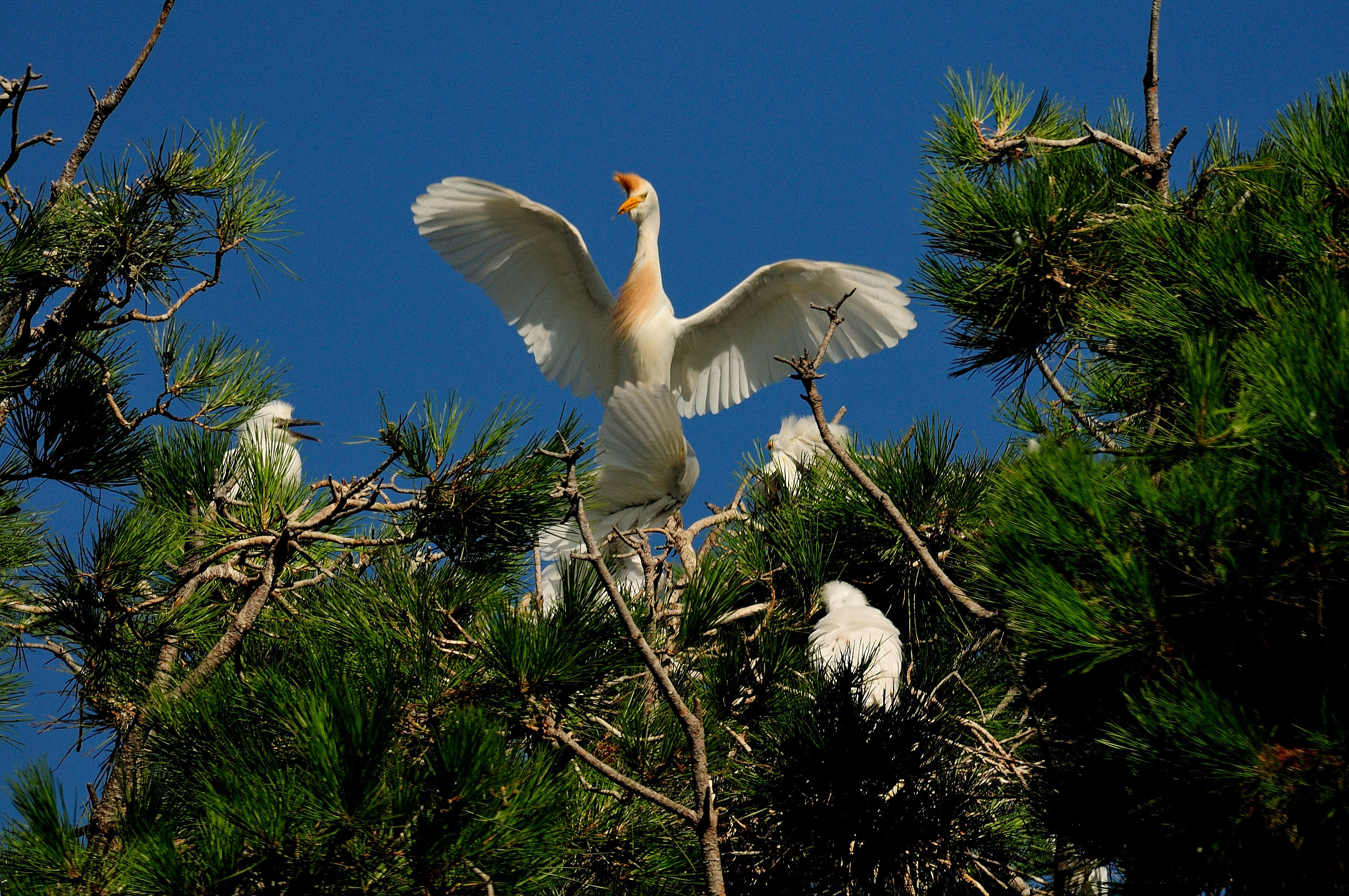 Cattle Egret