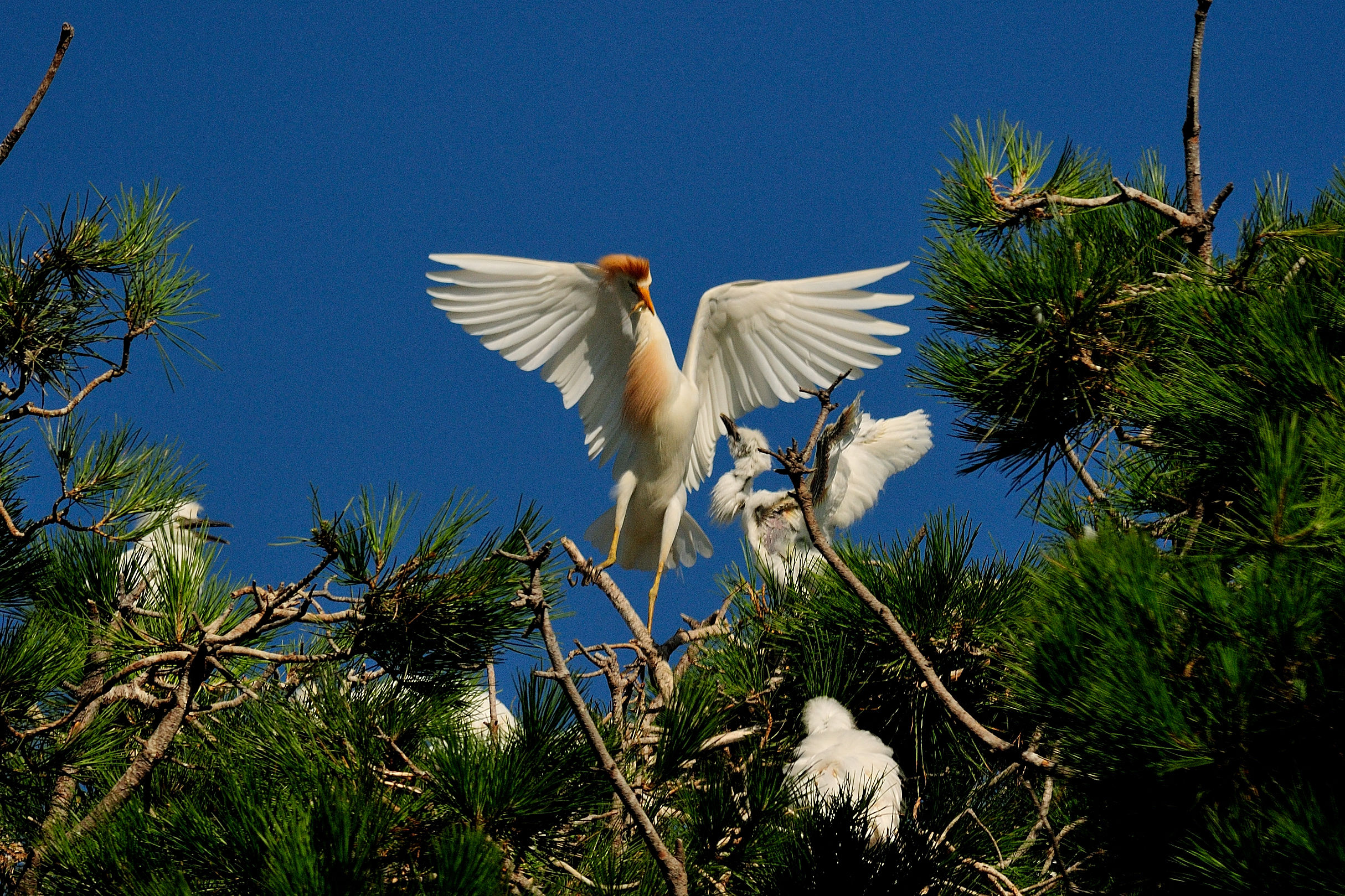 Cattle Egret