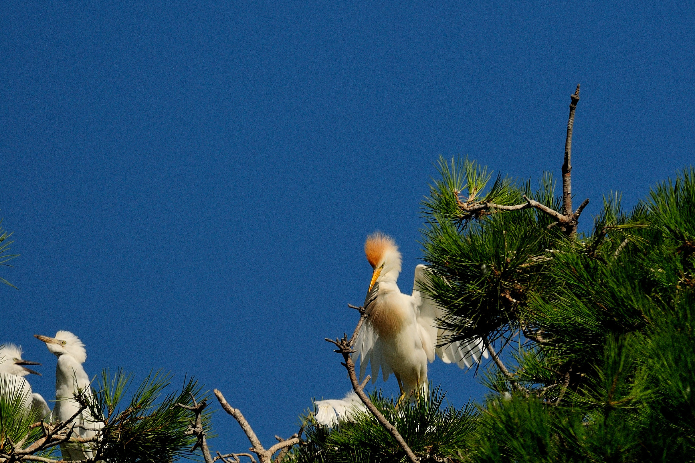 Cattle Egret