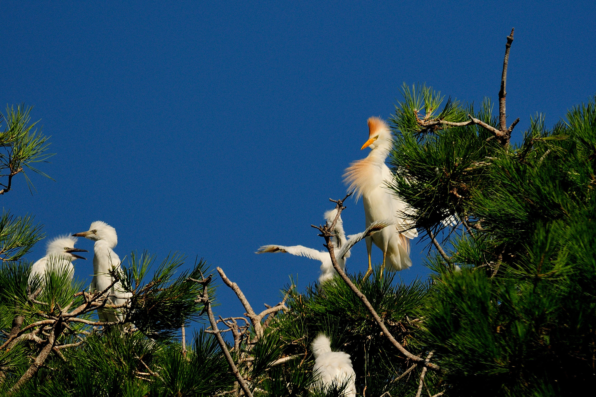 Cattle Egret