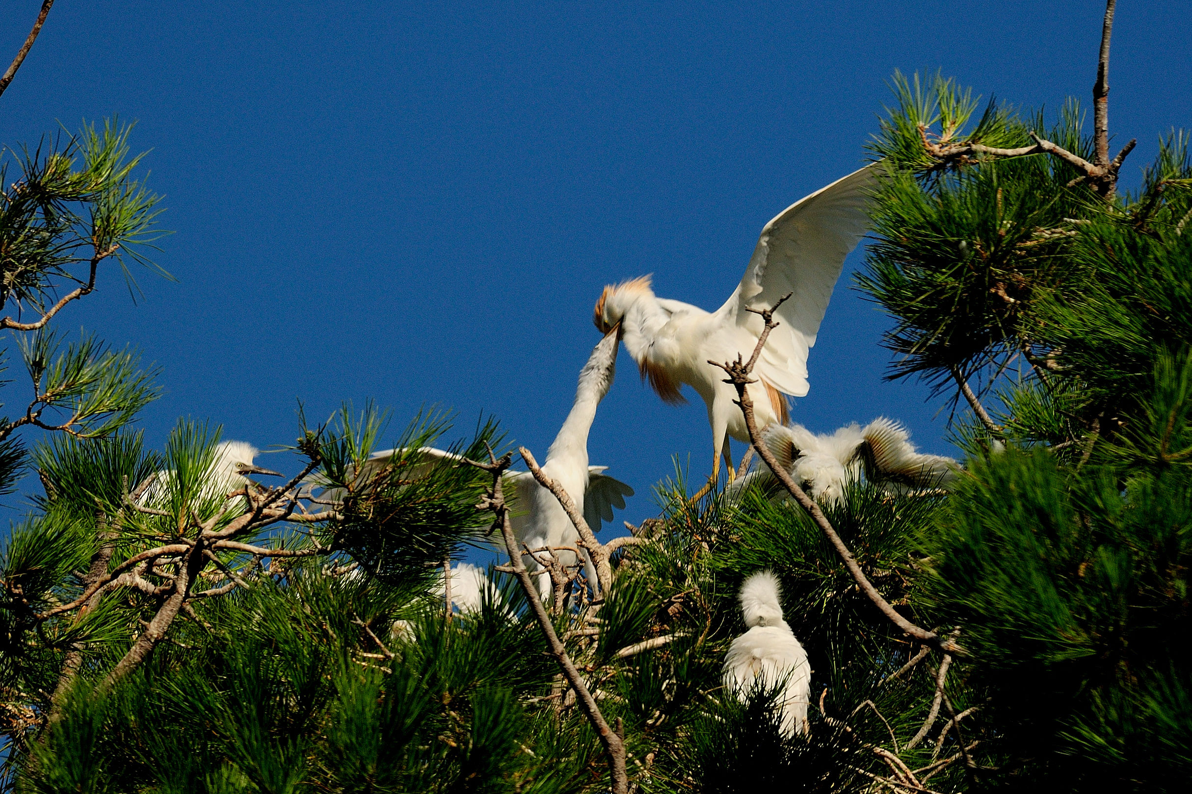 Cattle Egret