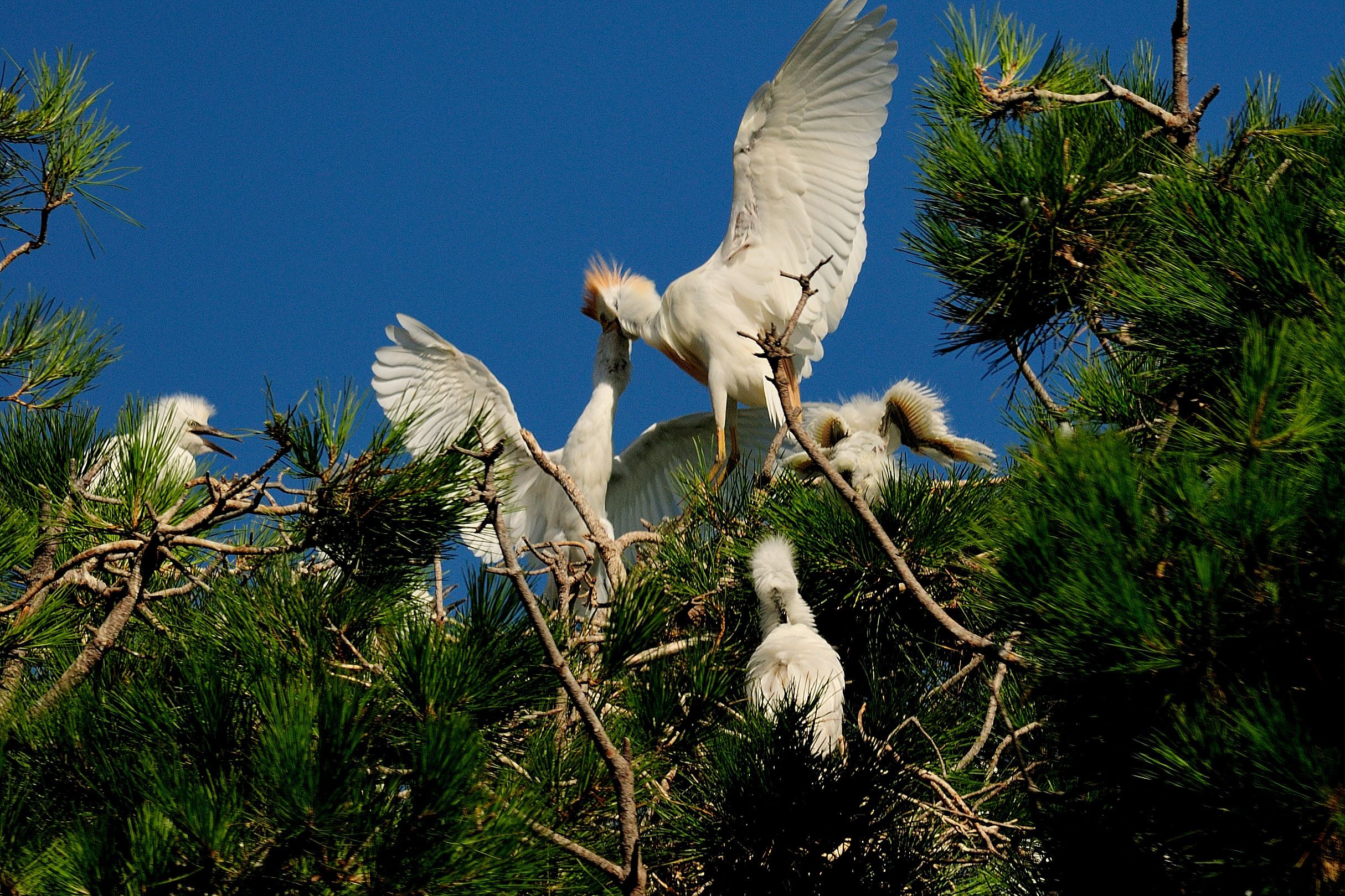 Cattle Egret