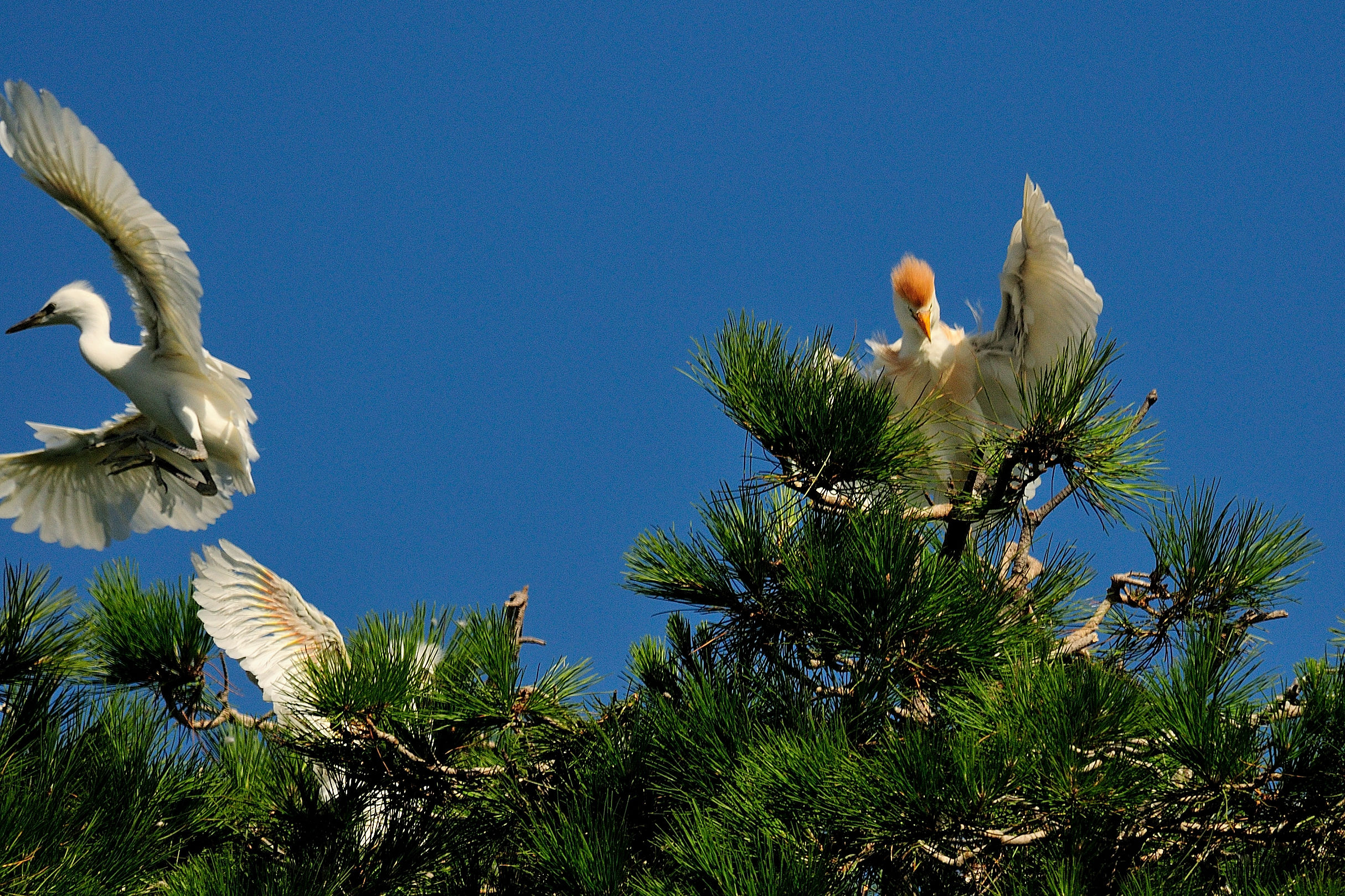 Herons Egrets