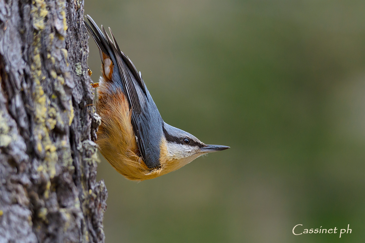 Cerco un centro di gravità permanente...