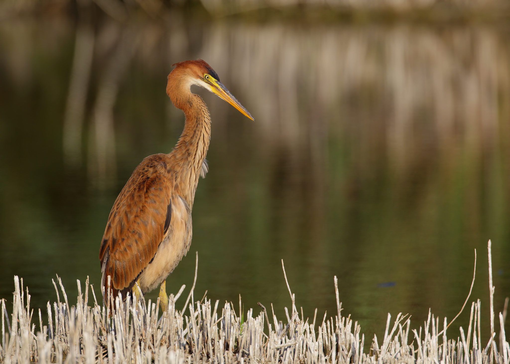 Purple Heron juv