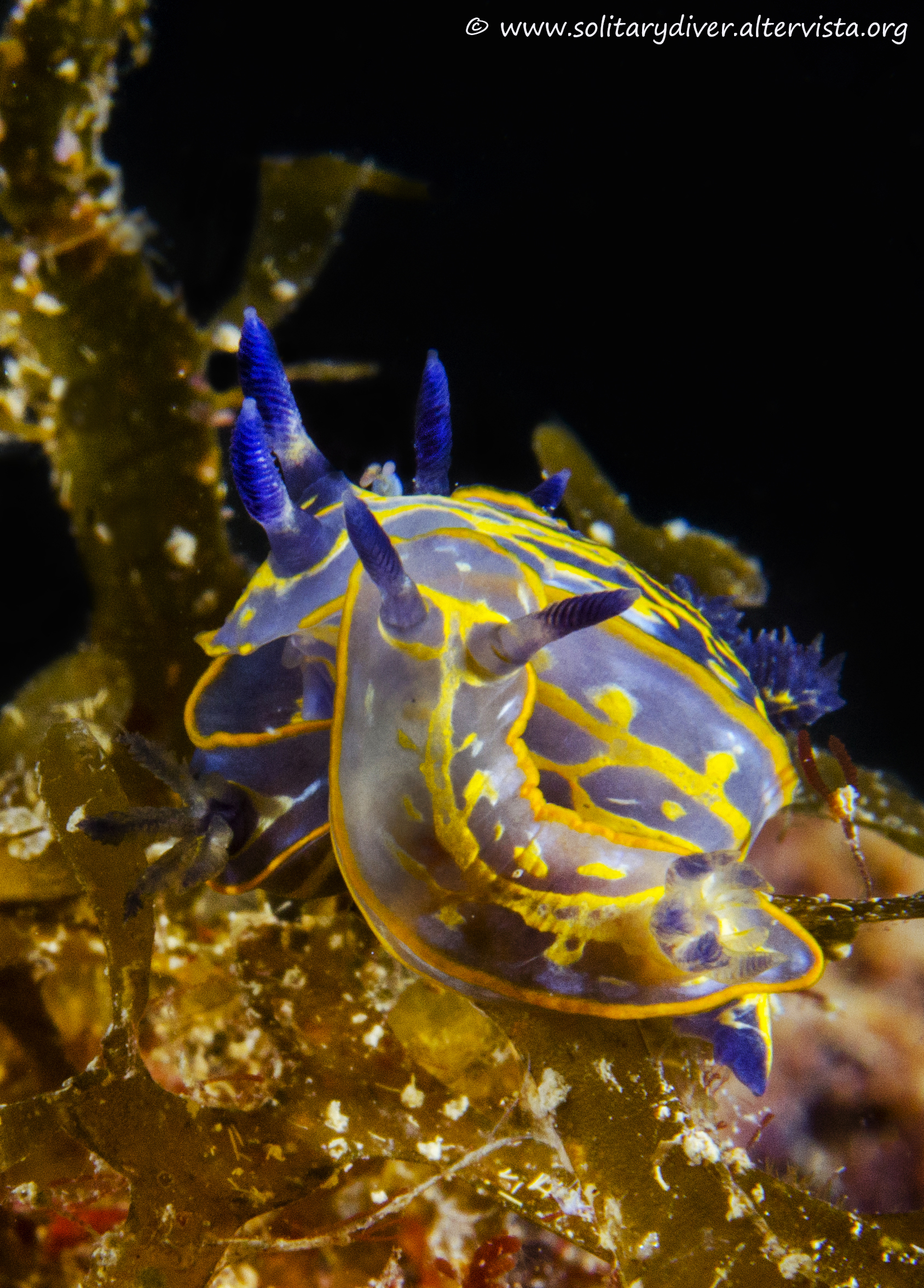 Ammucchiata di Ipselodoris tricolor