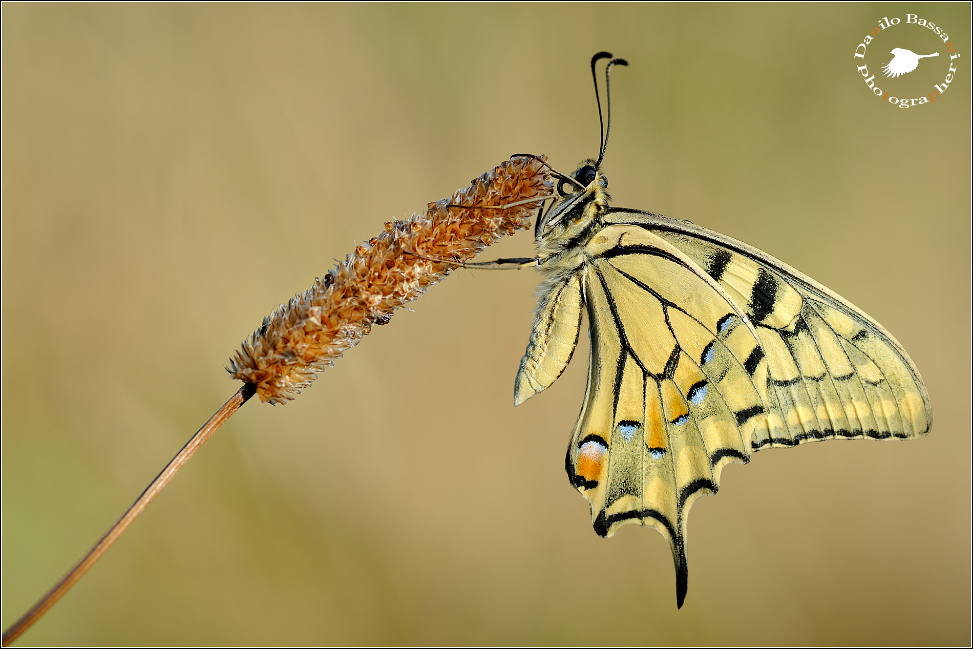 Machaon
