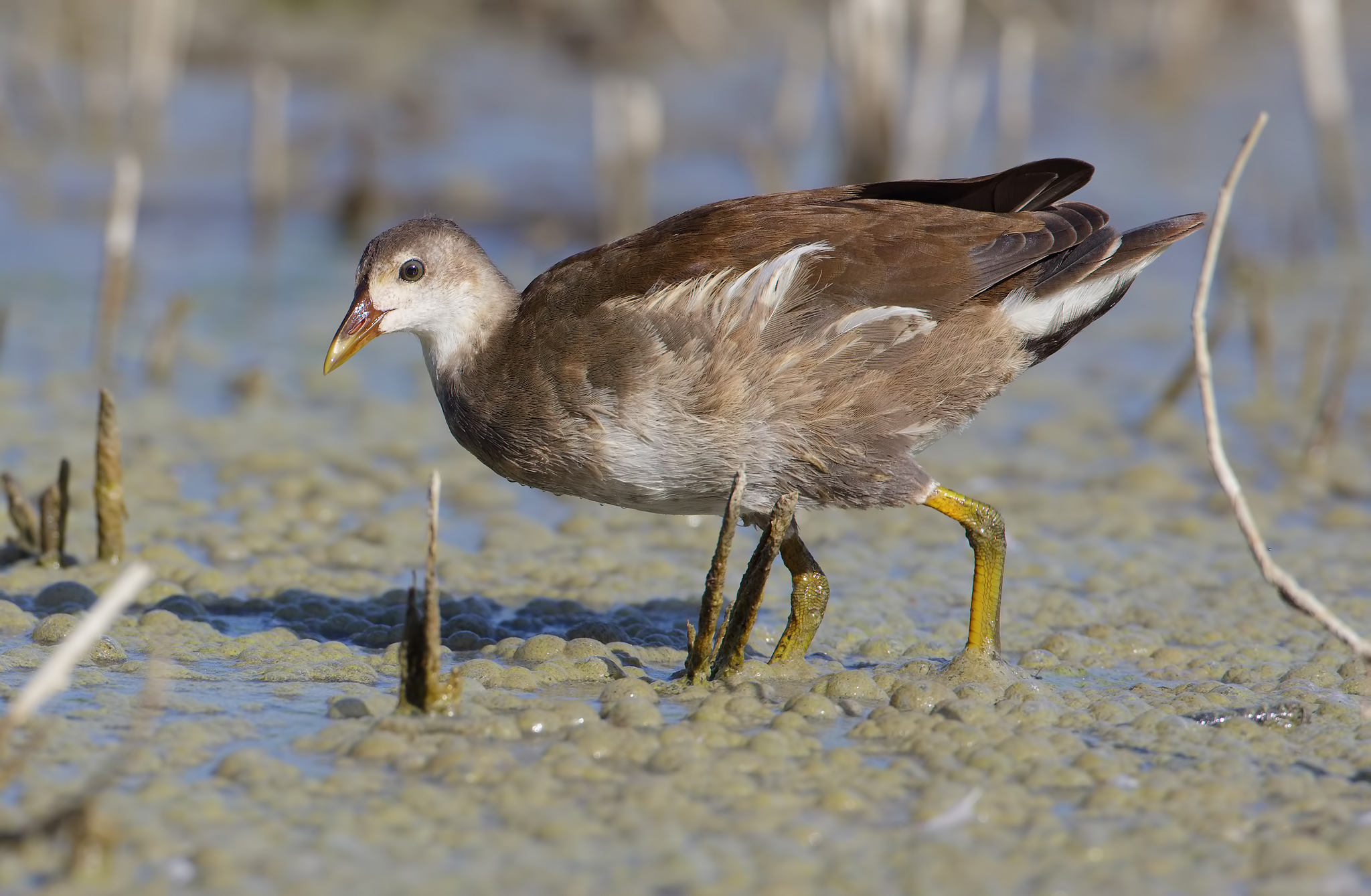 Giovane gallinella d'acqua