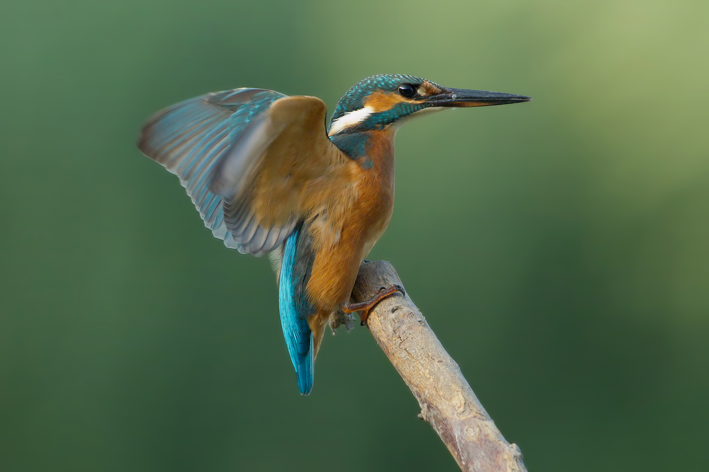 Martin's Landing (France edit)