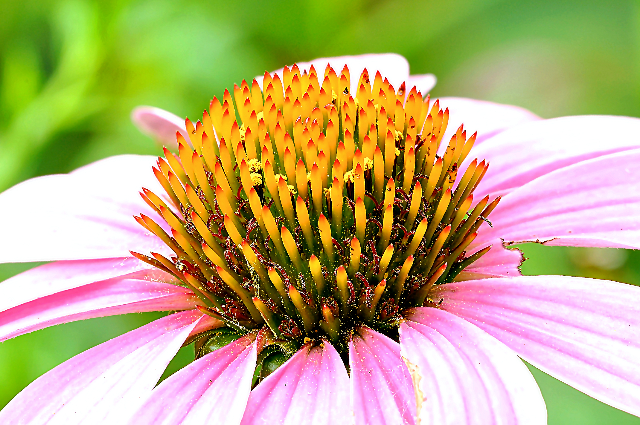 Il Portaspilli dai Mille Pistilli